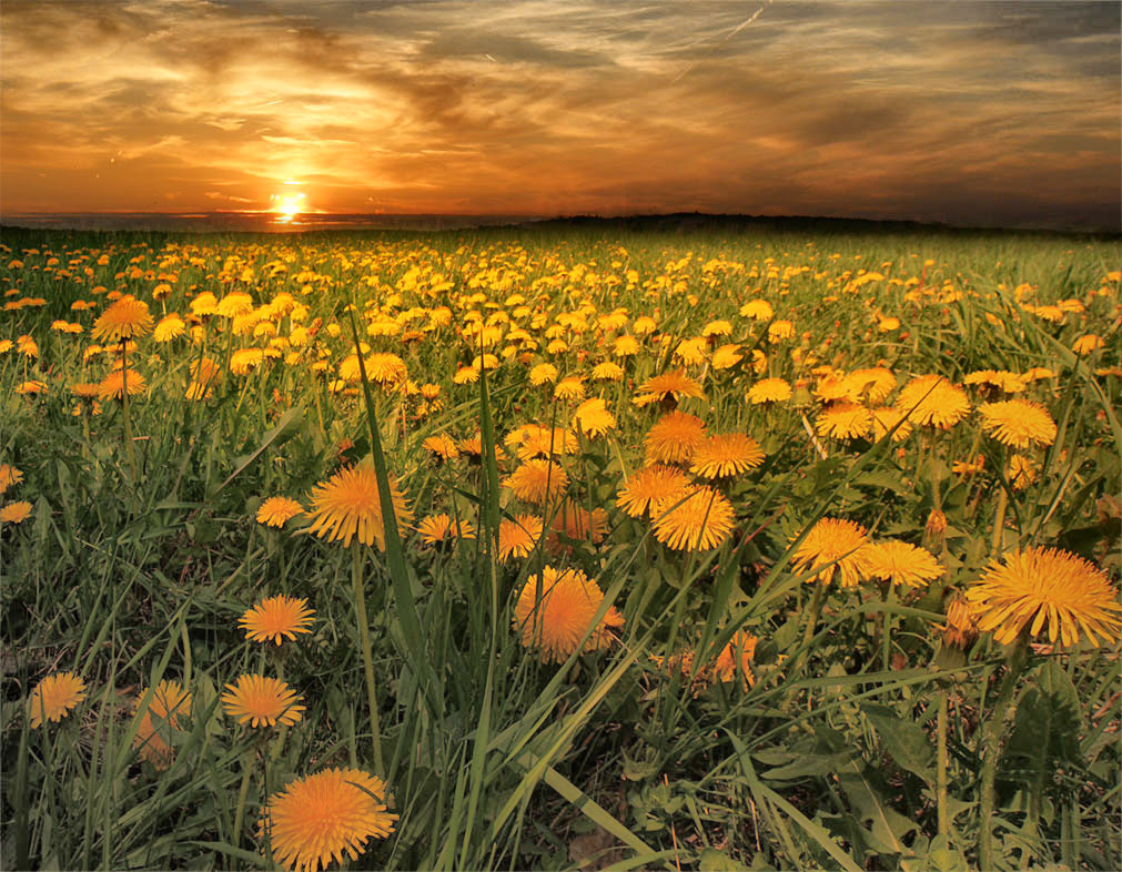 Одуванчики.
