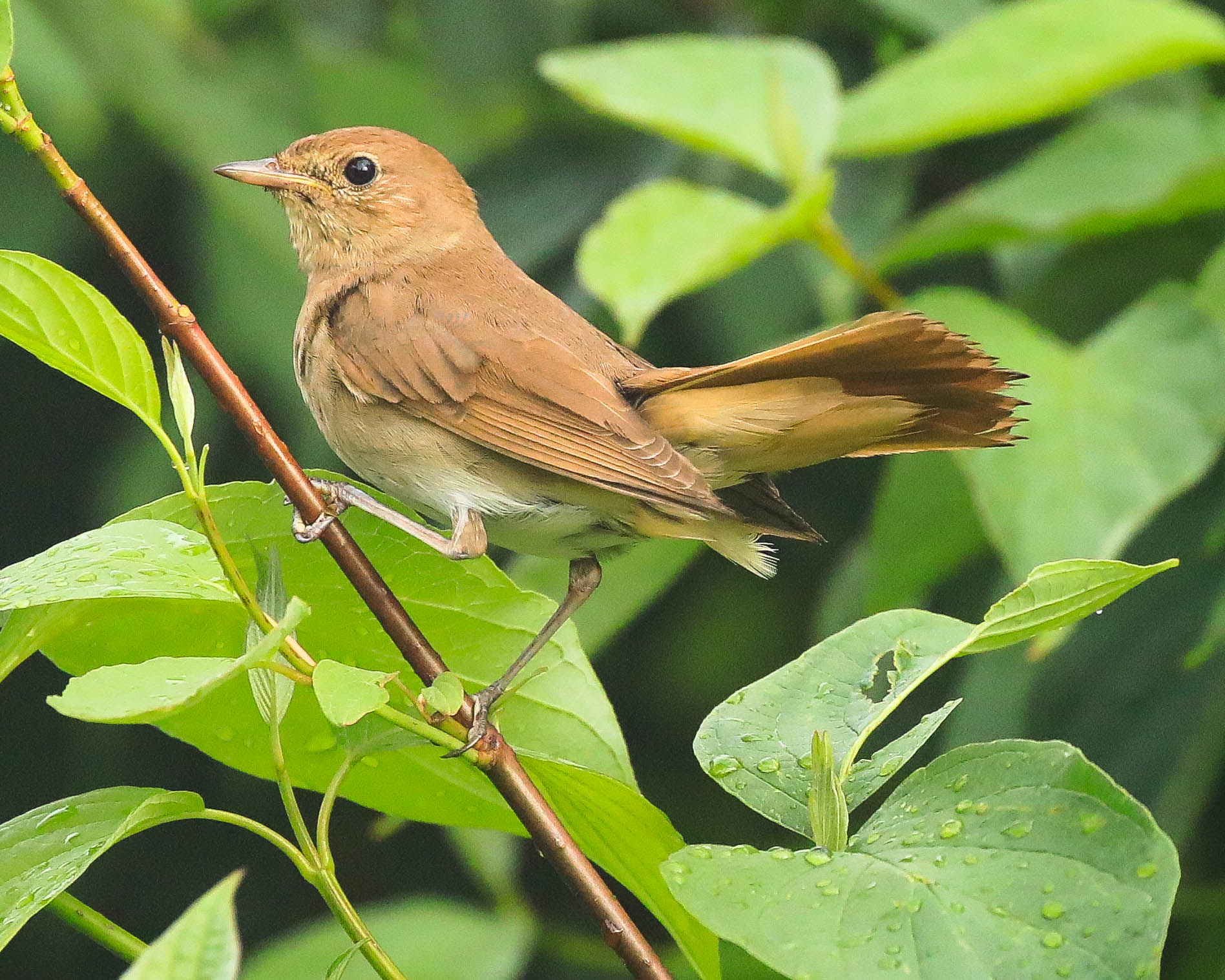 В тумане дождливым днем
