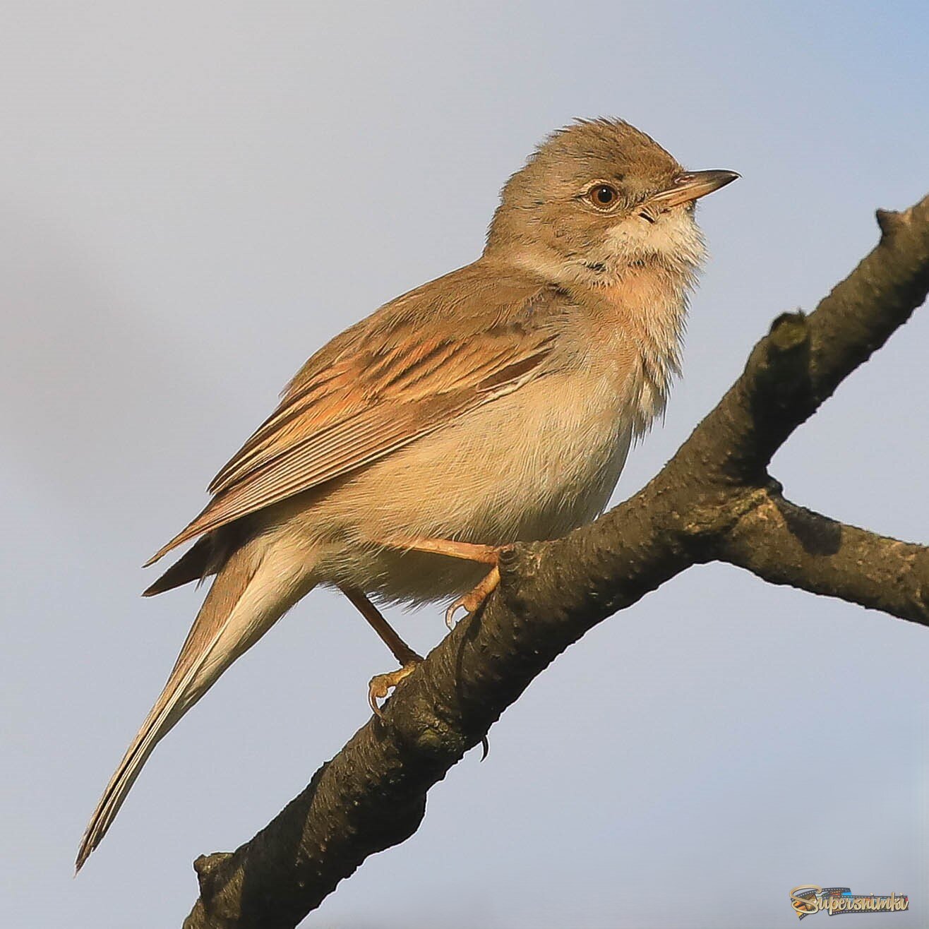 Певец на сцене