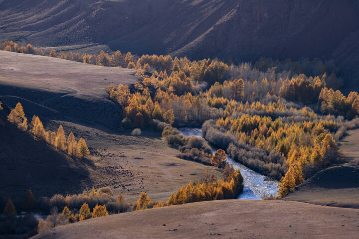 Кокоря