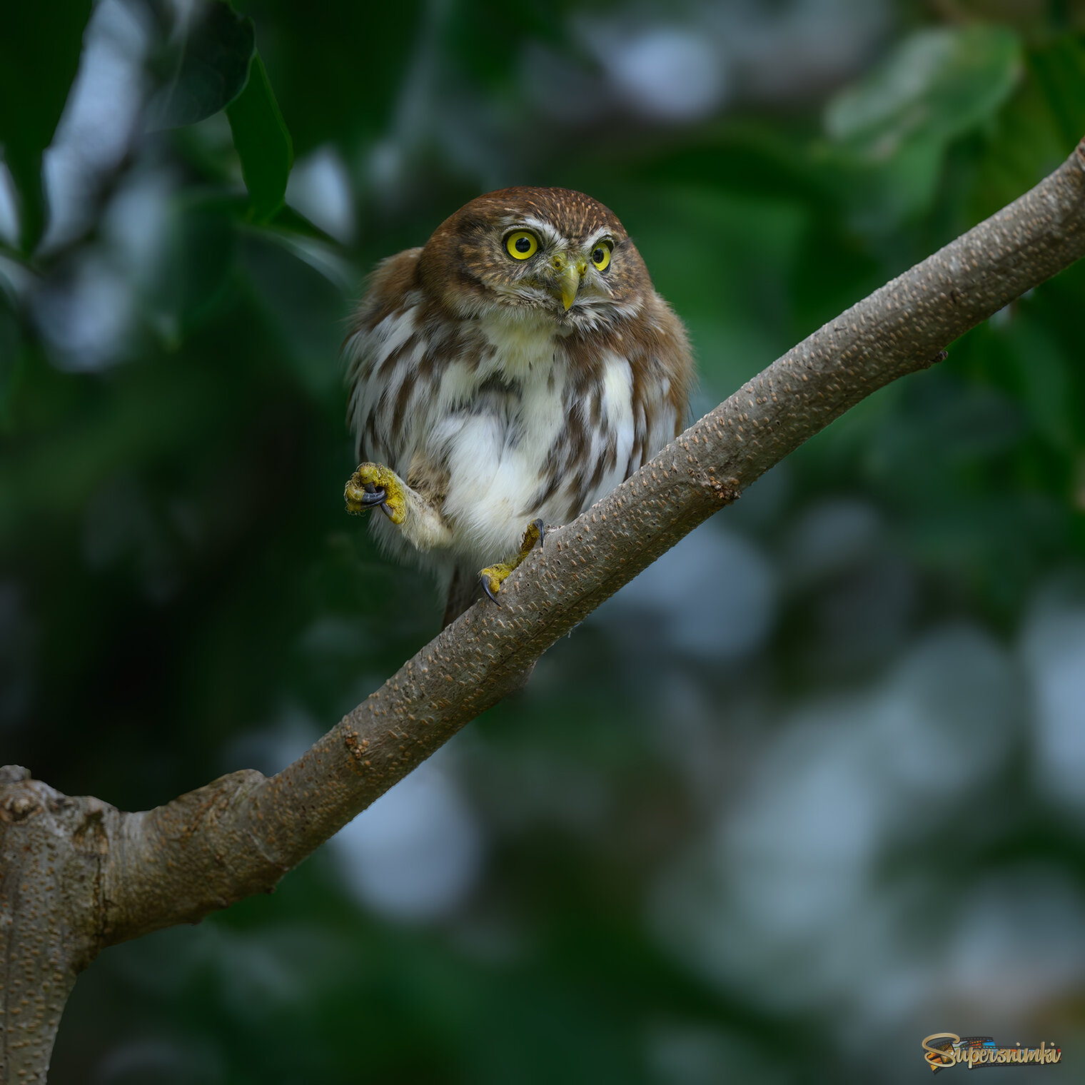 Ferruginous Pygmy-Owl