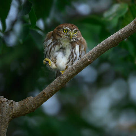 Ferruginous Pygmy-Owl