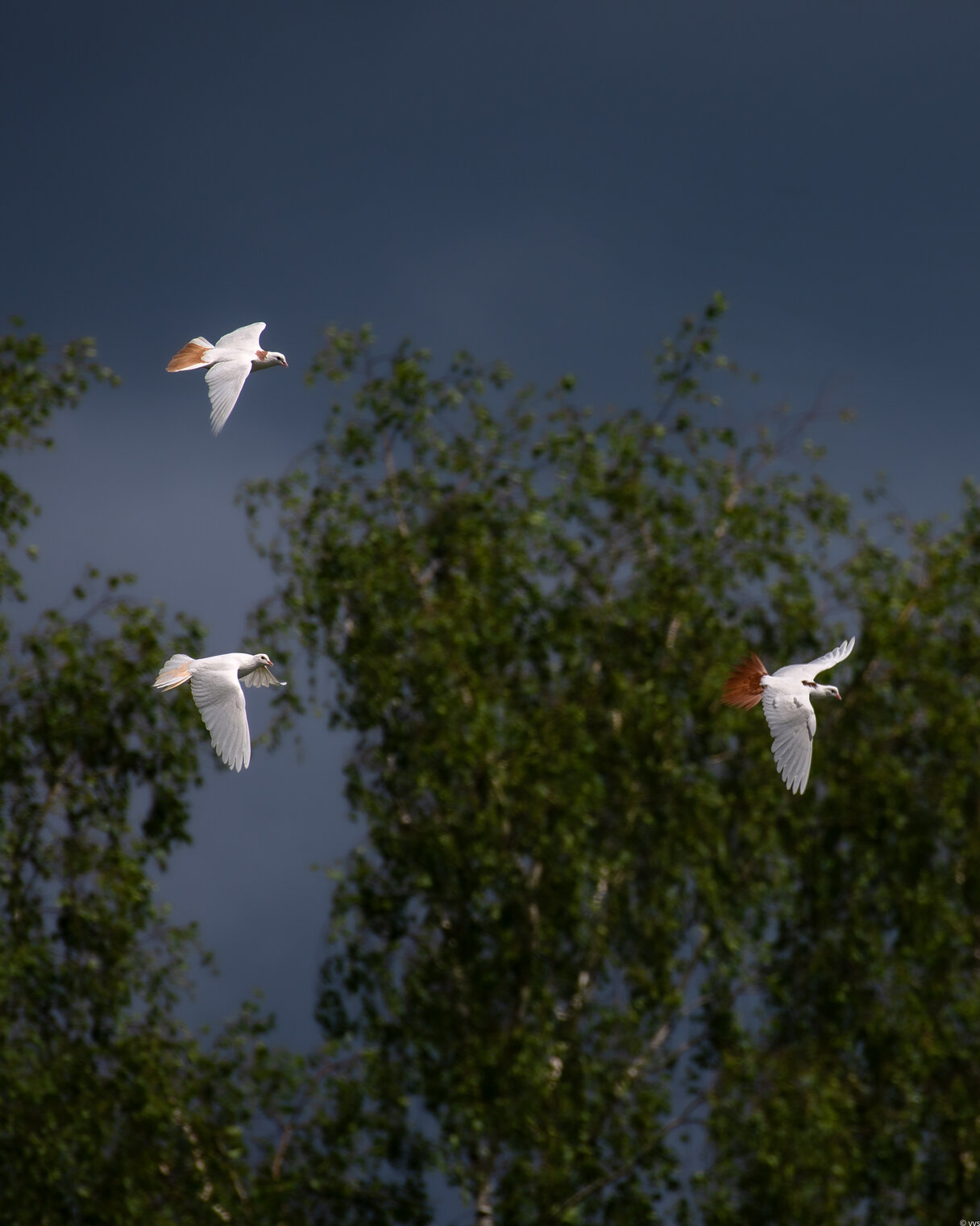 Перед грозой