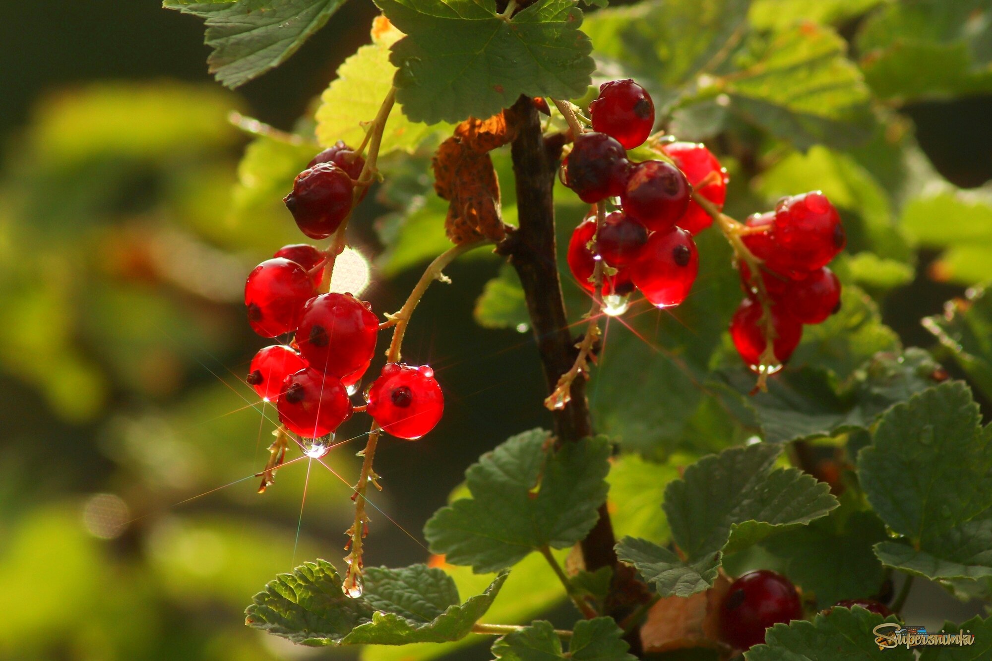 Смородинка