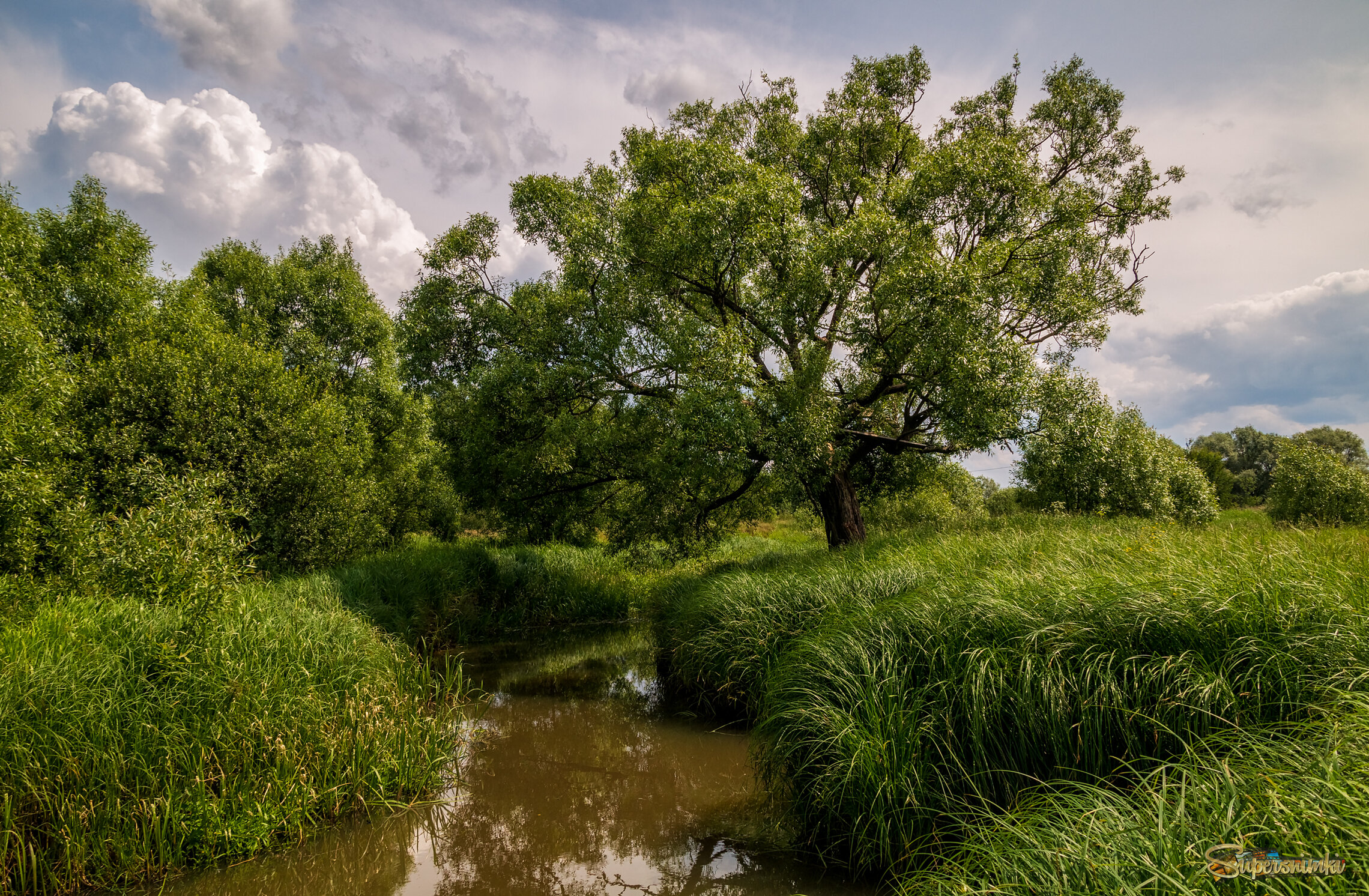 Родные берега 9 