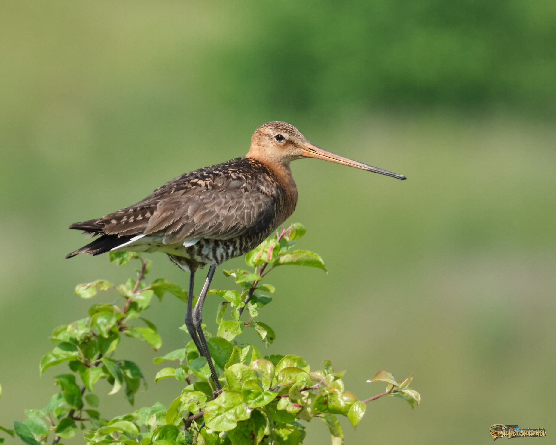 Веретенник 