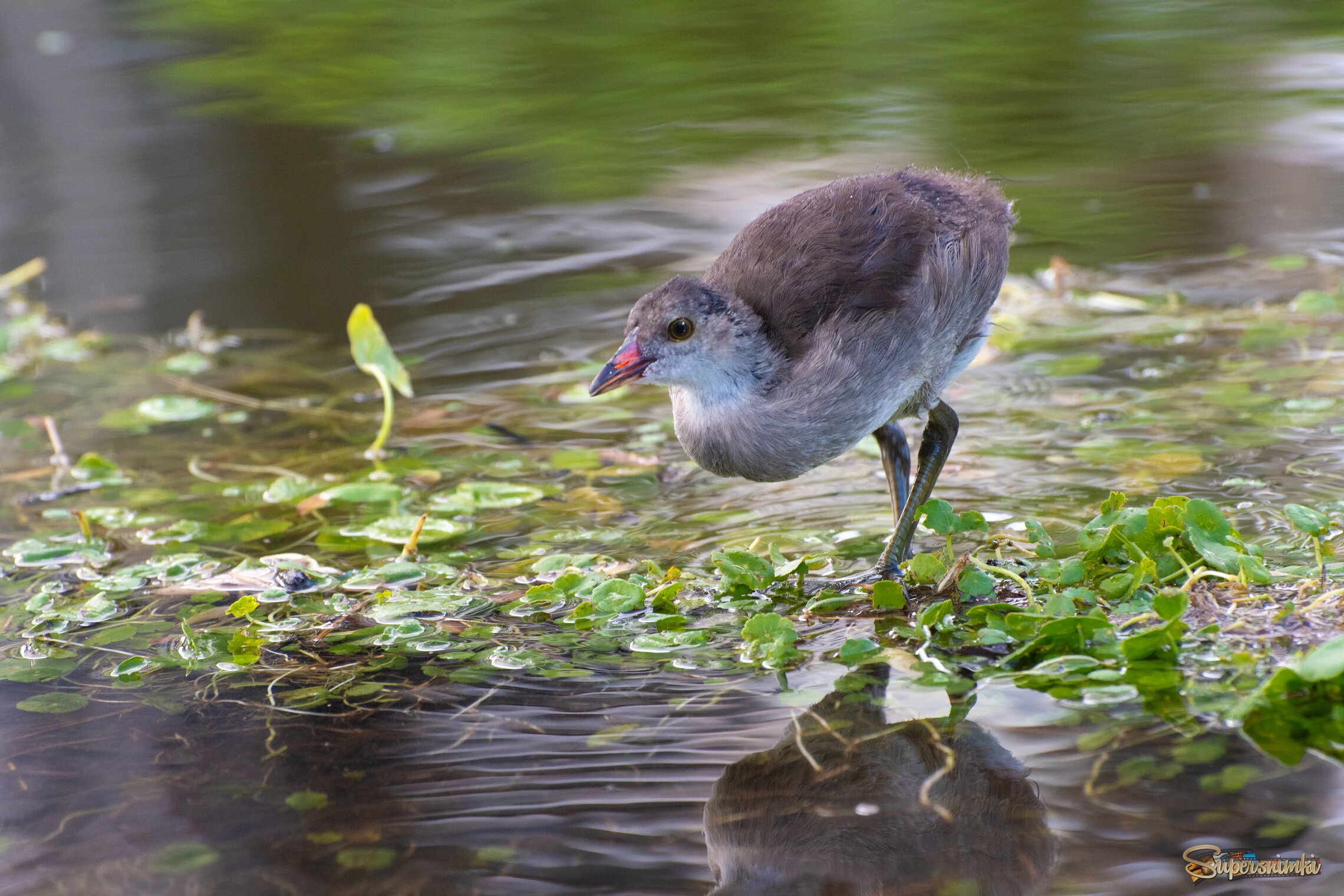 *Юная камышница