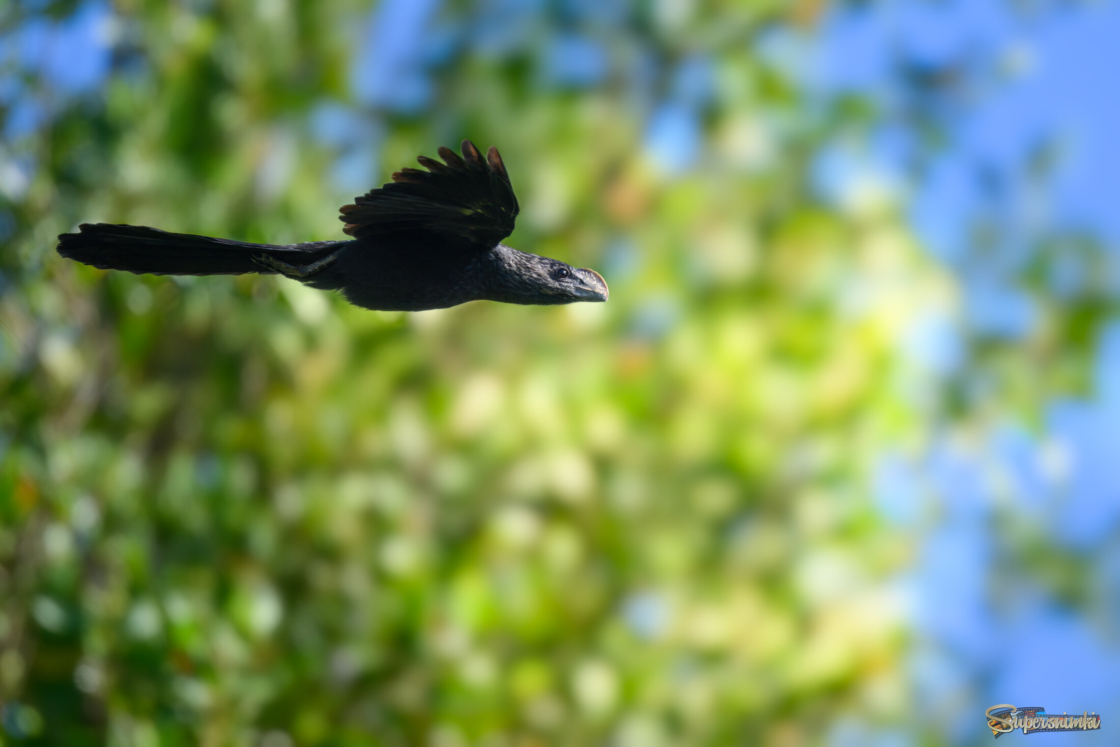 Smooth-billed Ani