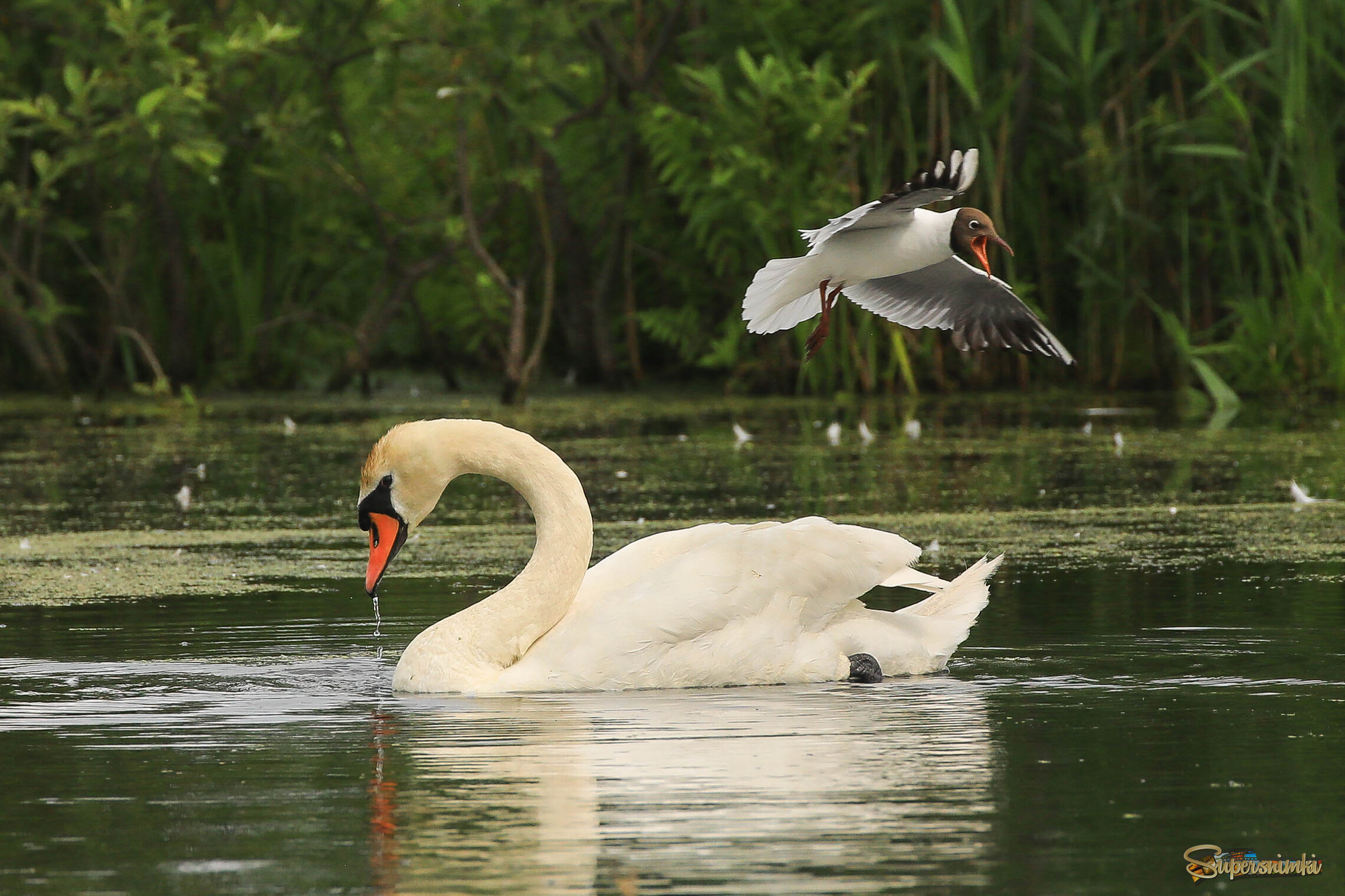 Господи, огромный какой! 