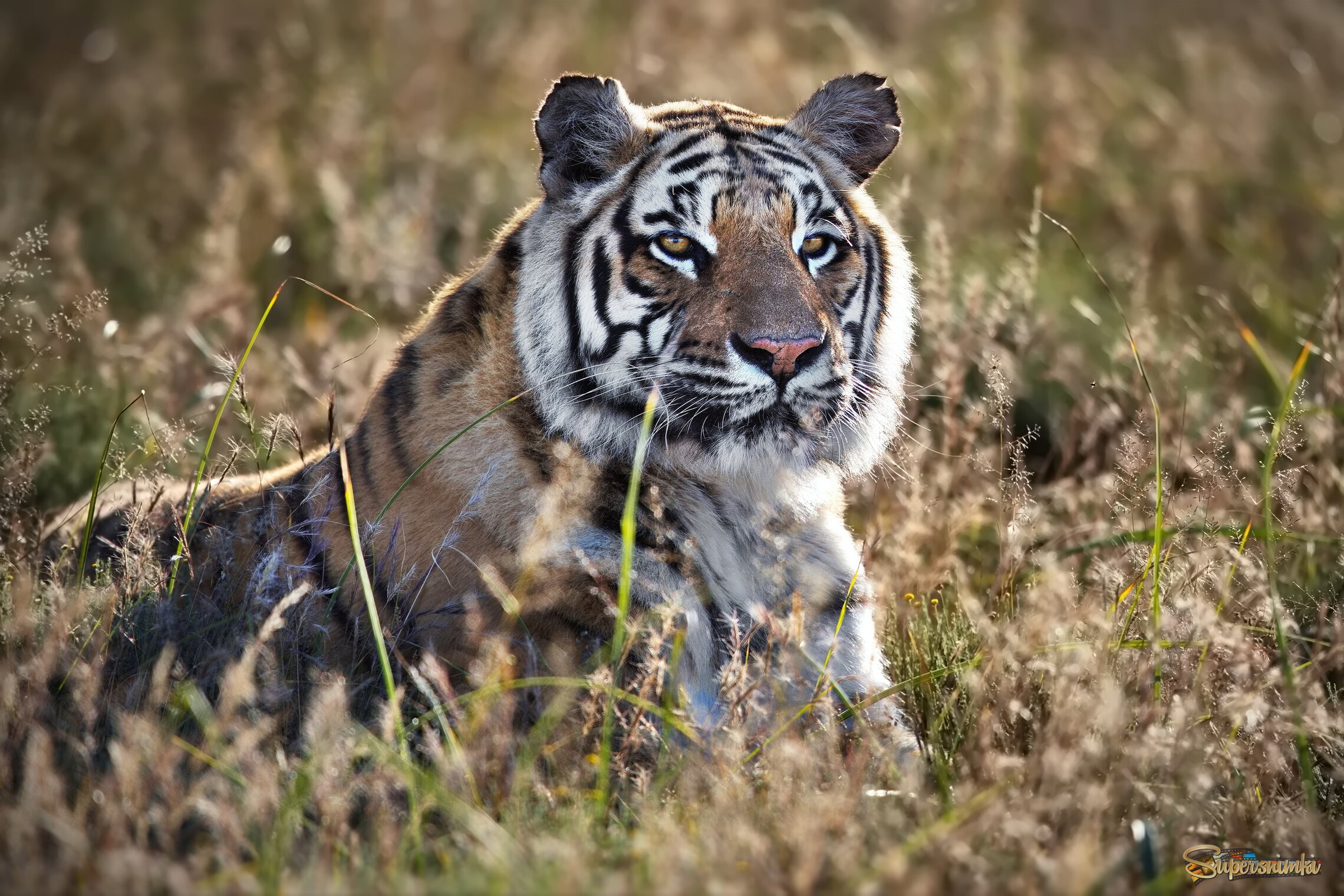 Смотритель