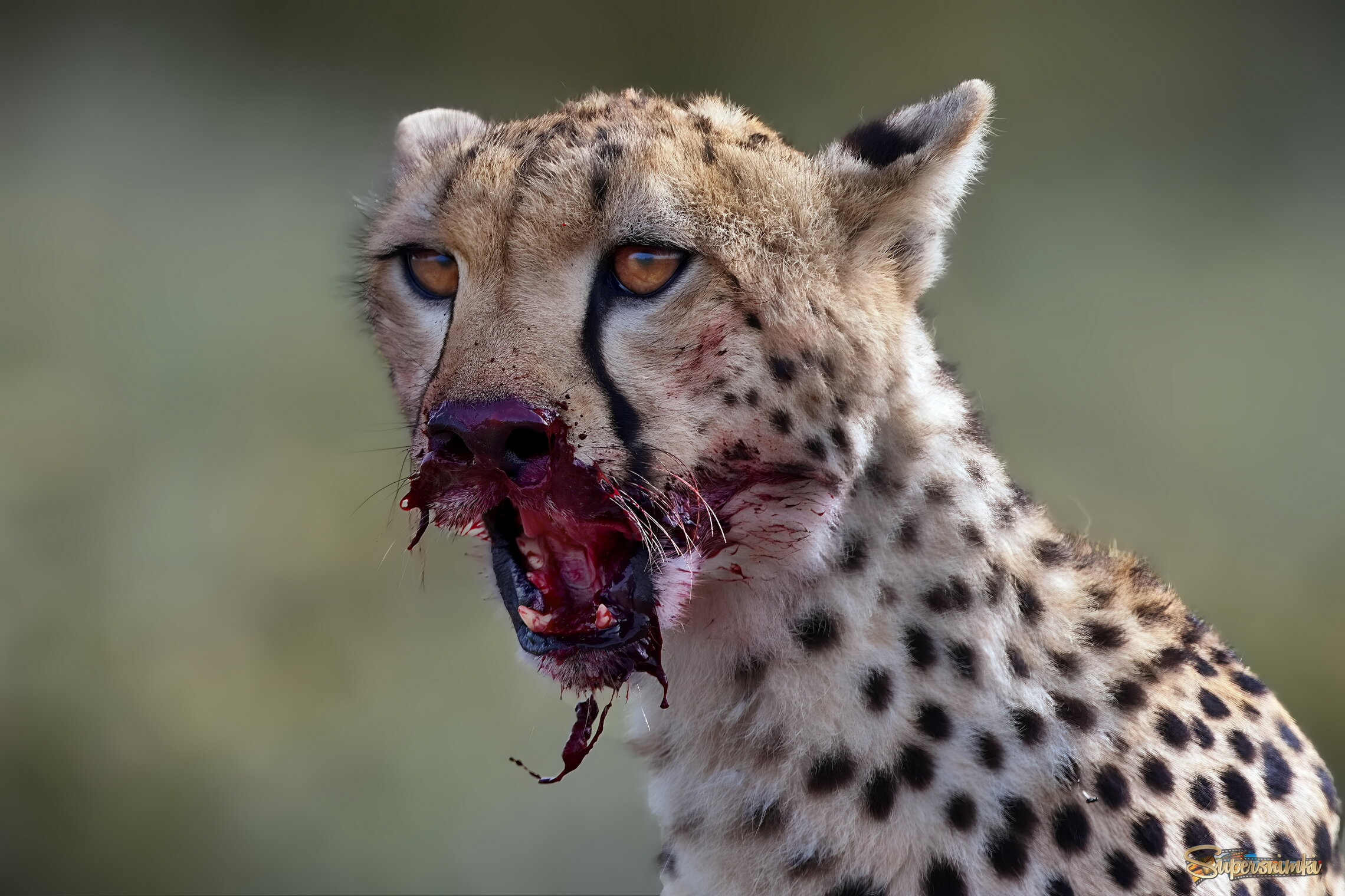 Настоящий охотник