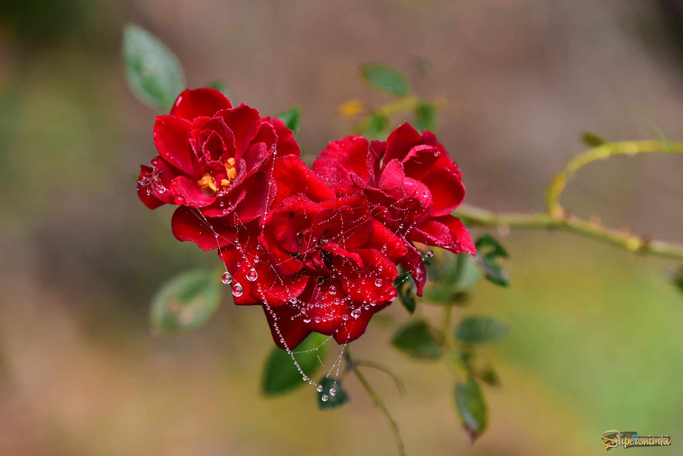 Королева сада 