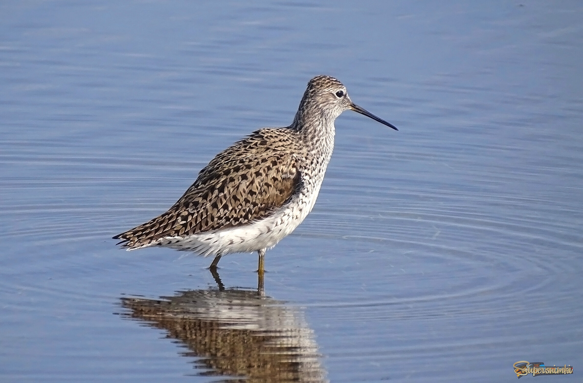 Кулик поручейник