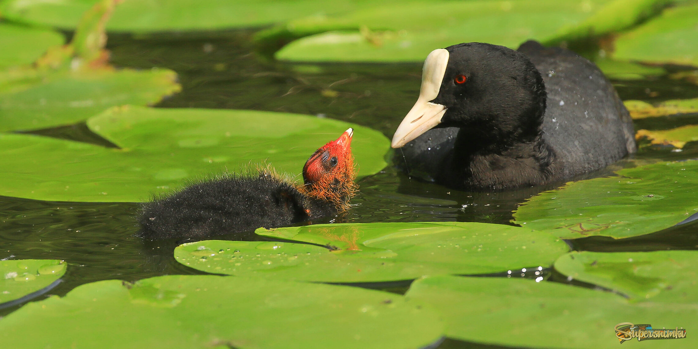 Мать и дитя