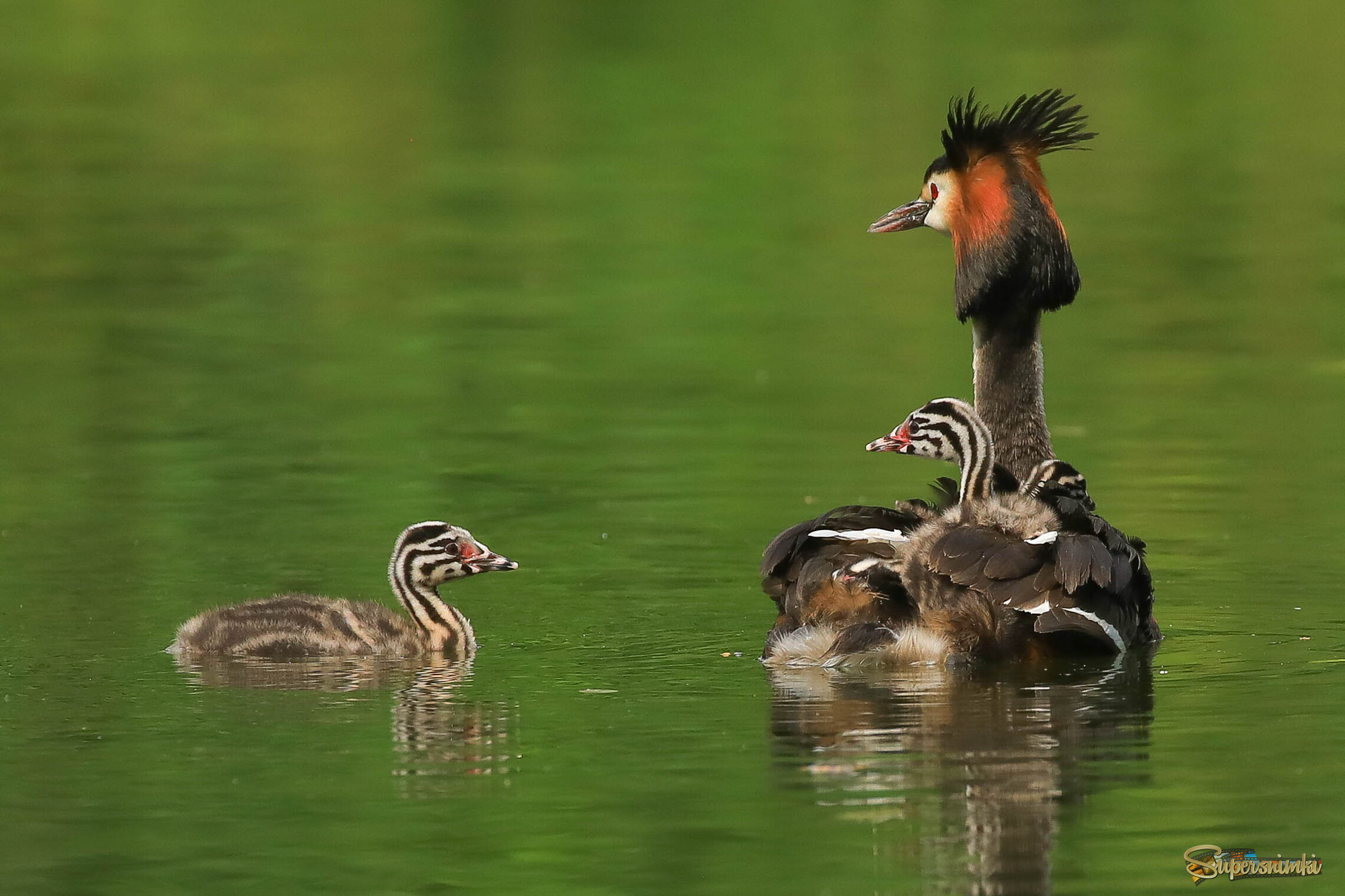 Как там водичка?