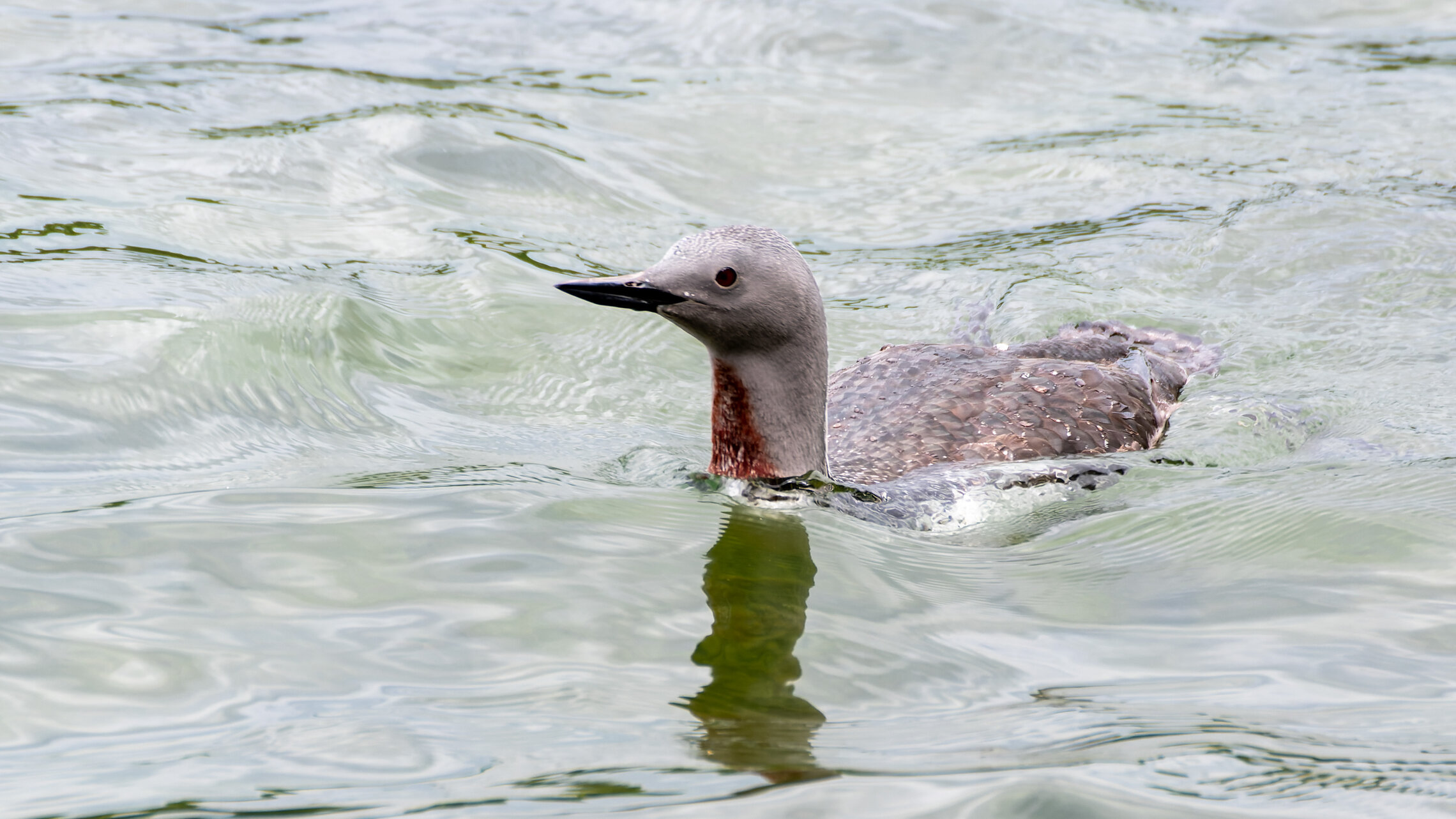 Краснозобая гагара 