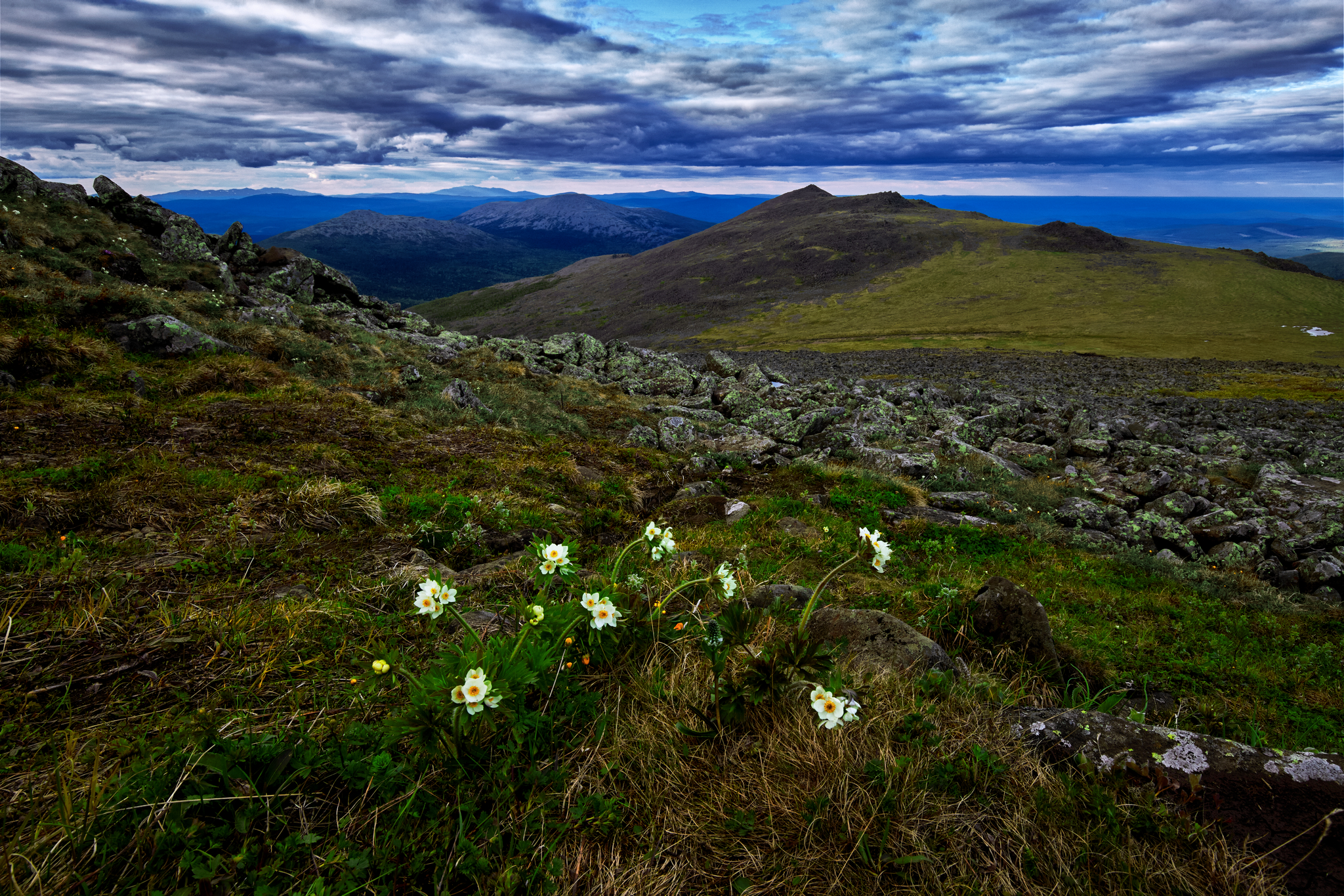 Горнные  цветы.