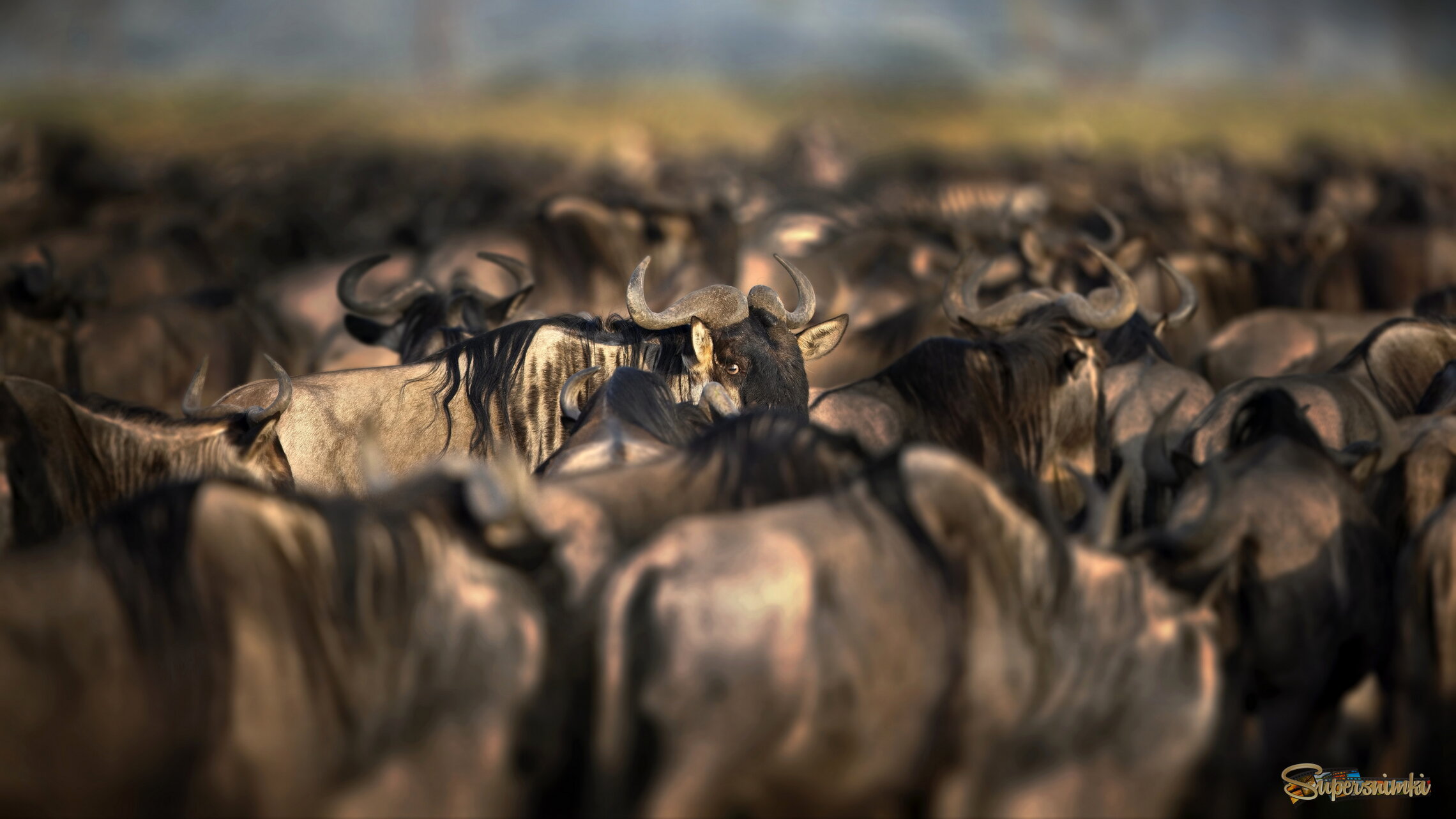 Индивидуальность