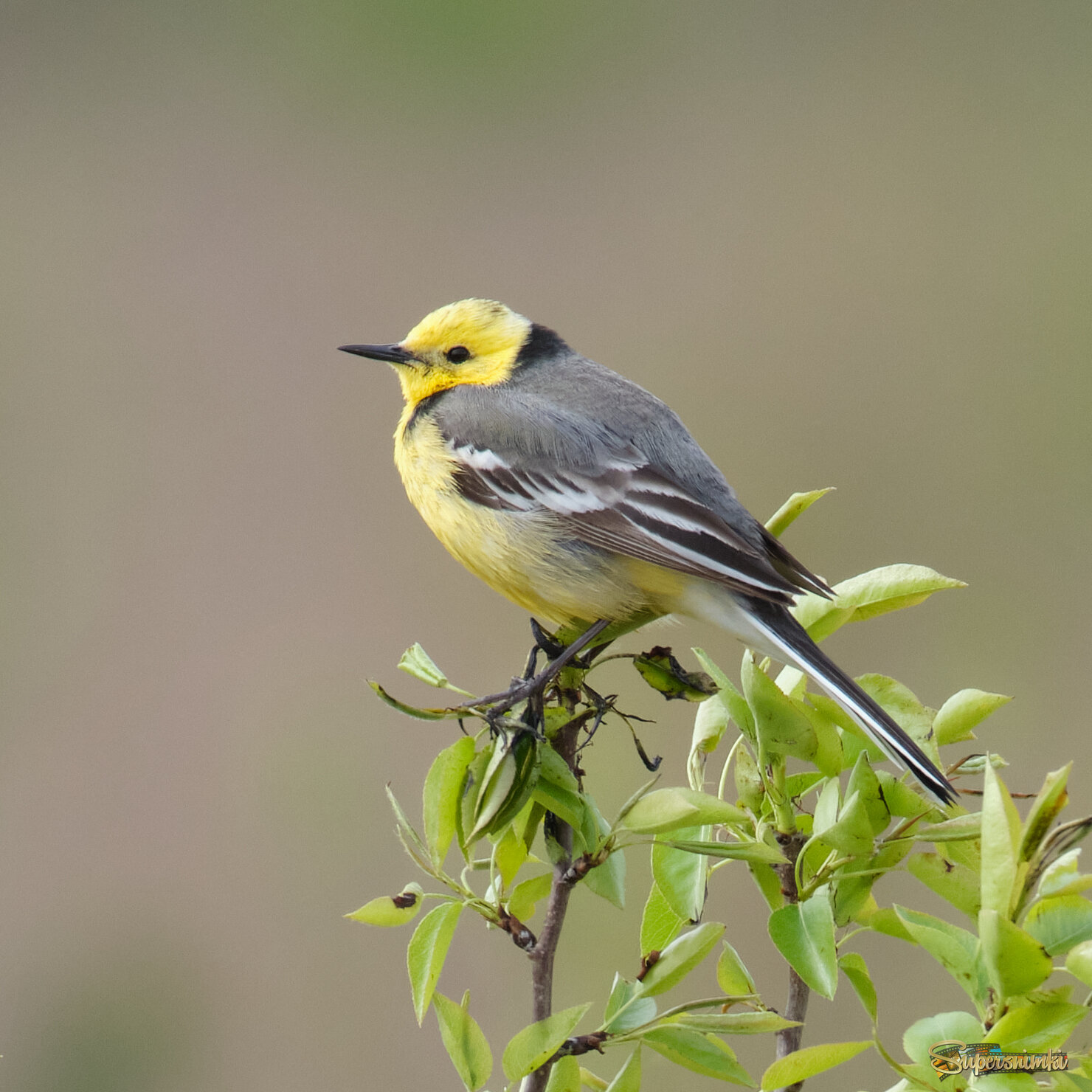 Желтоголовая трясогузка 