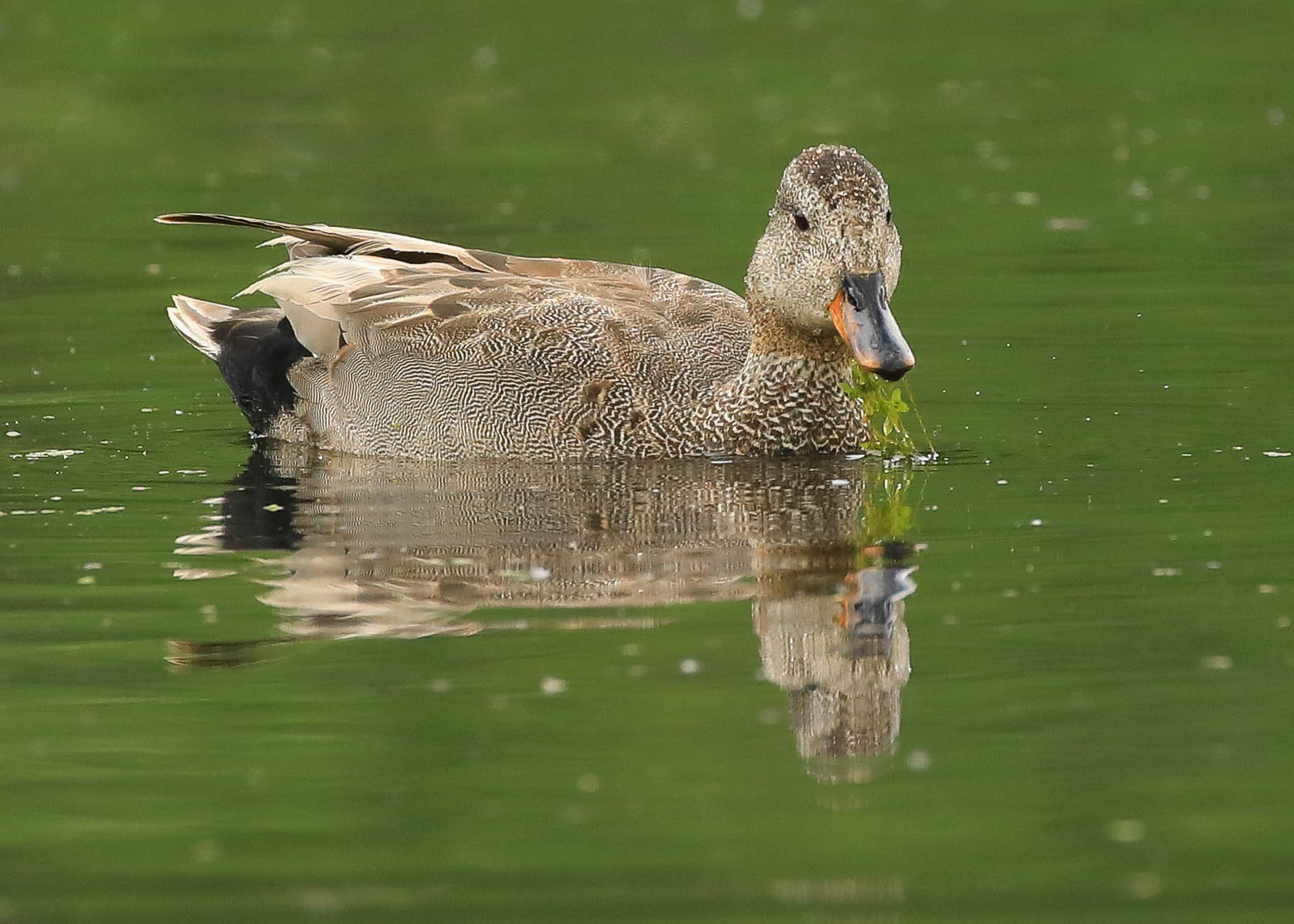 Серый красавец 