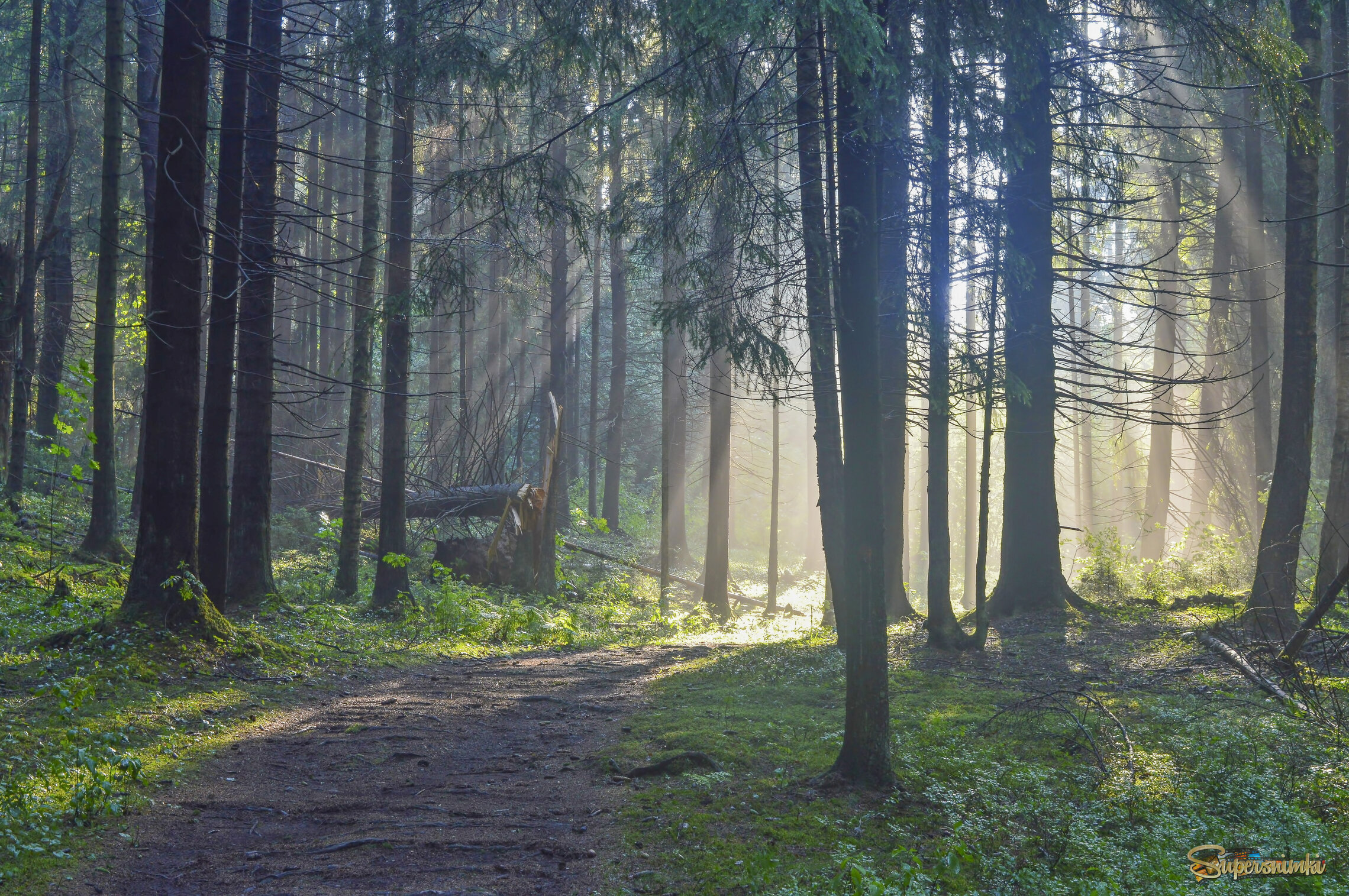 Утро в еловом лесу.......