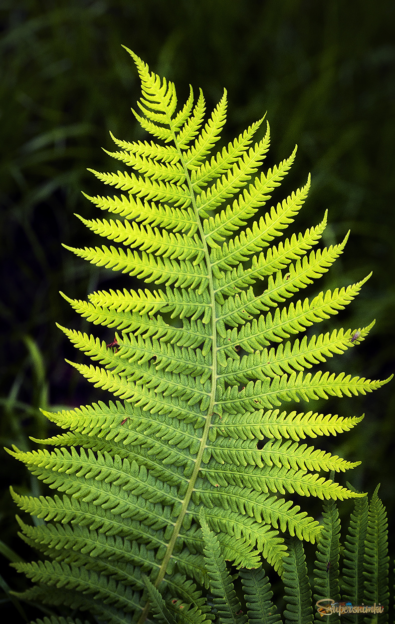 Зелёное перо