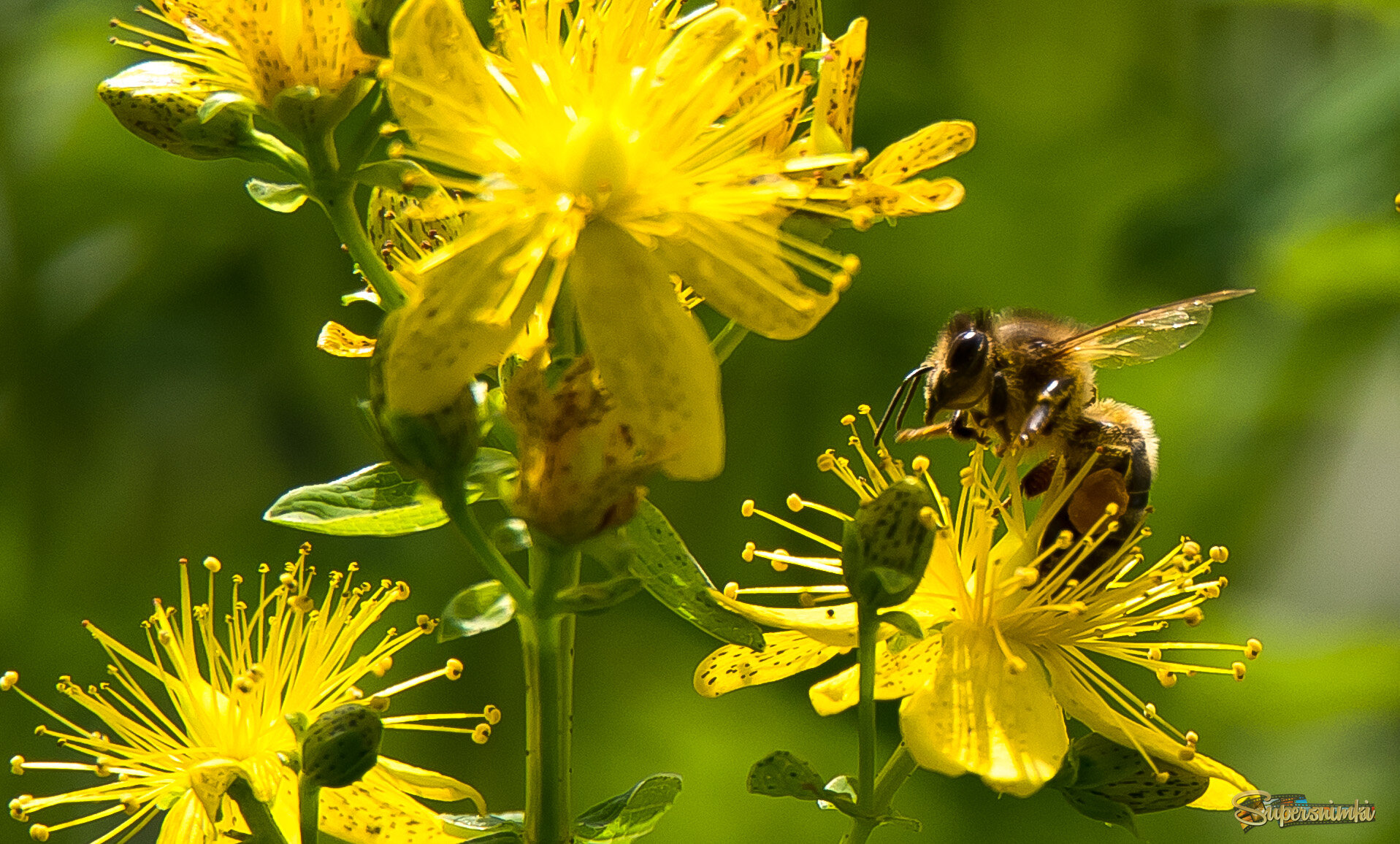 Из жизни пчелы.