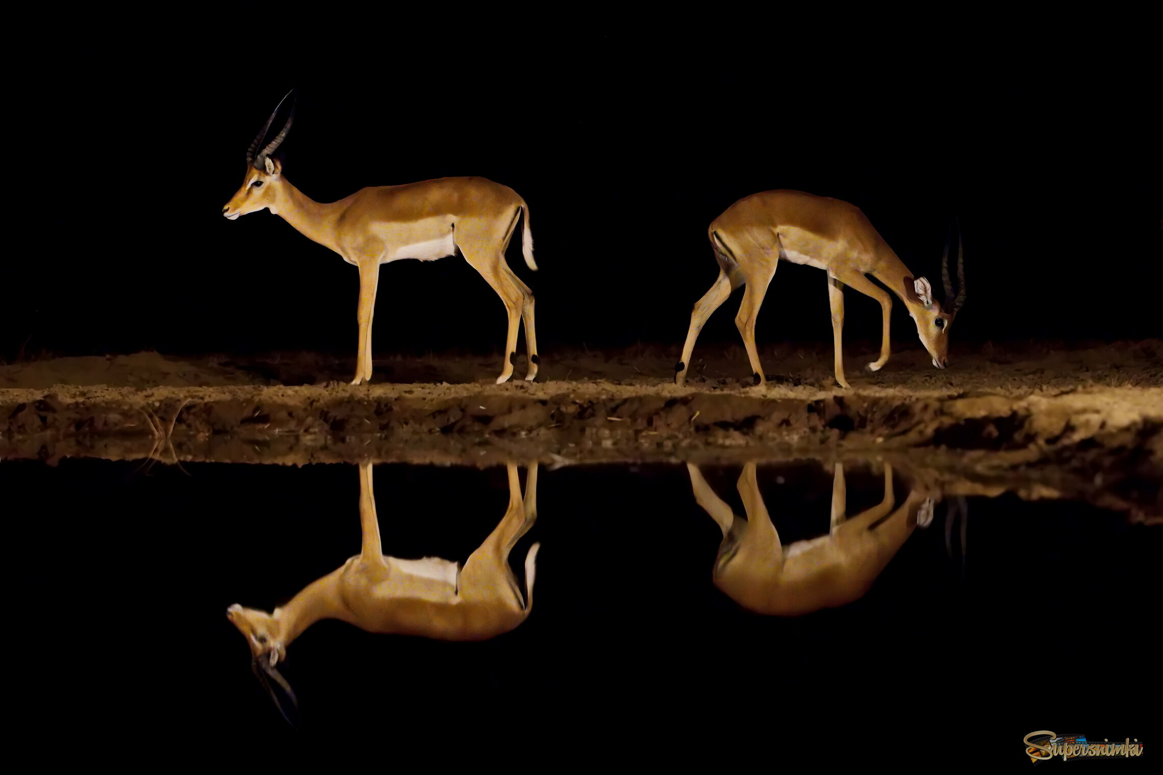 У ночного водопоя