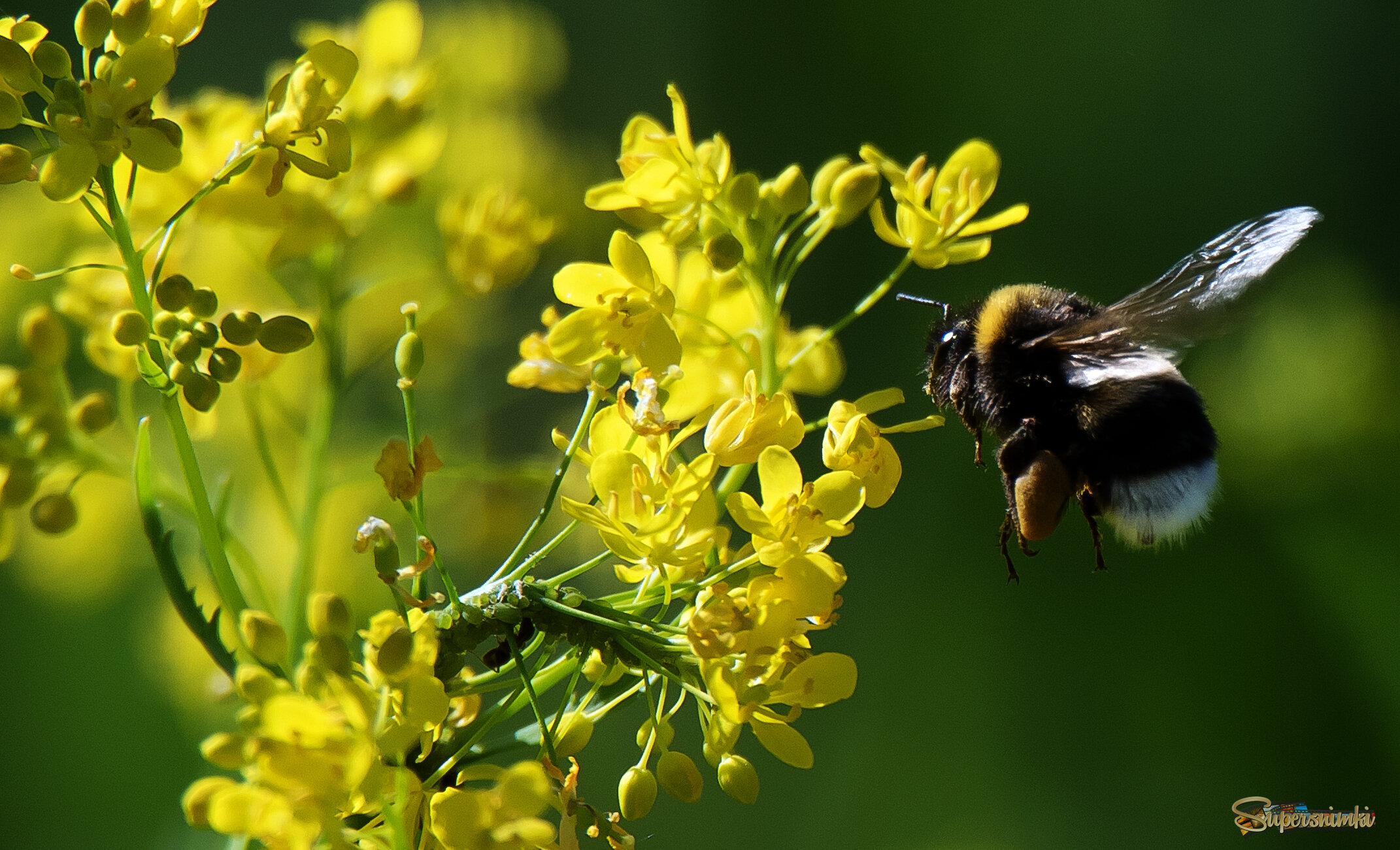 Мир шмелей.