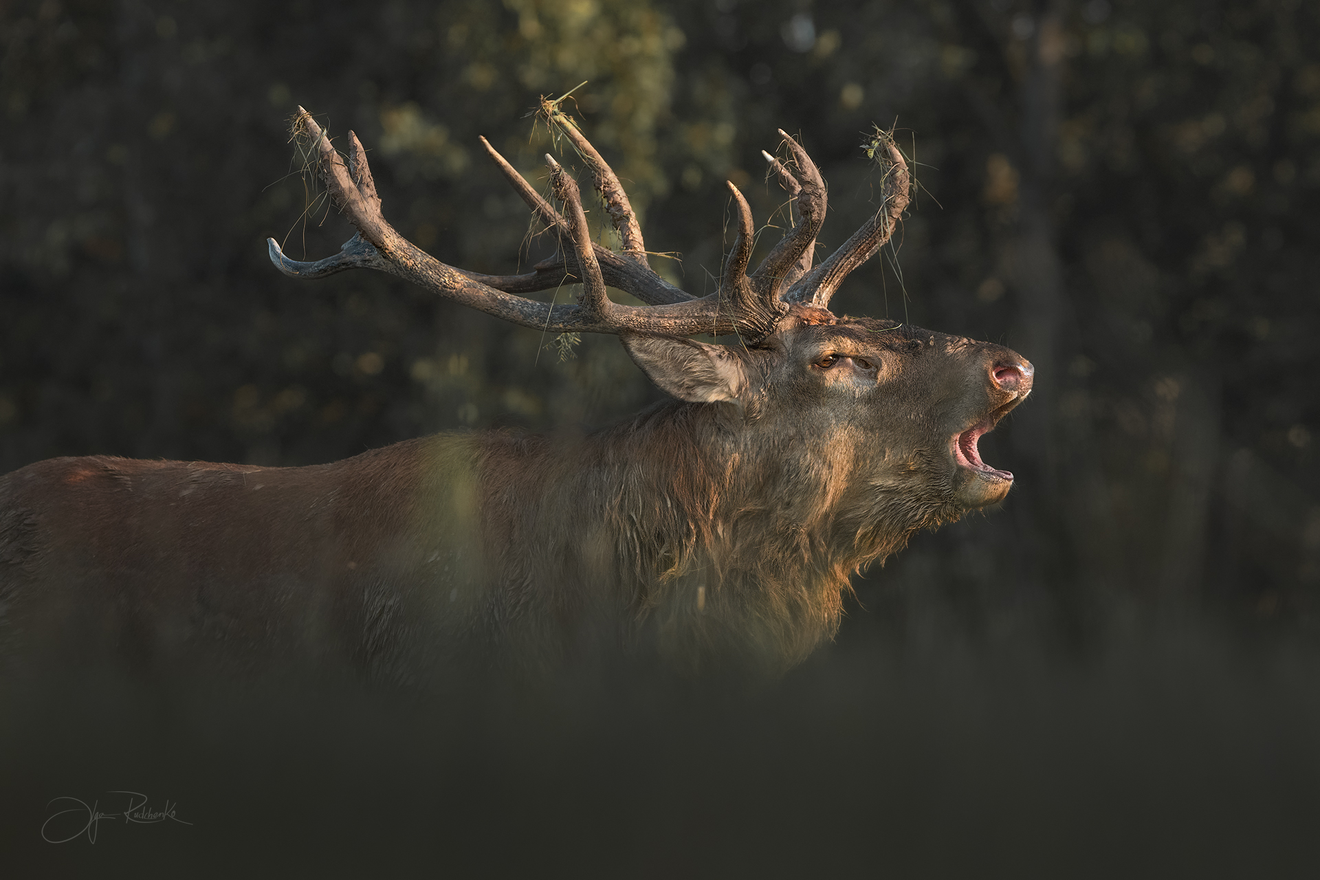 Голос осени