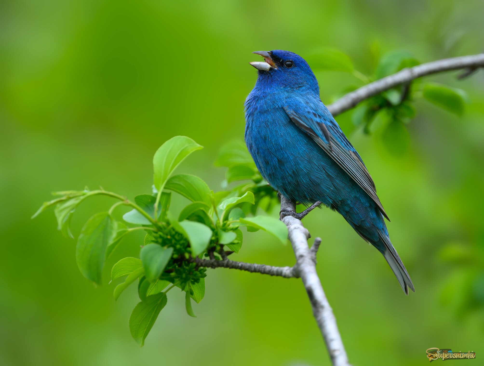 Indigo Bunting (m)