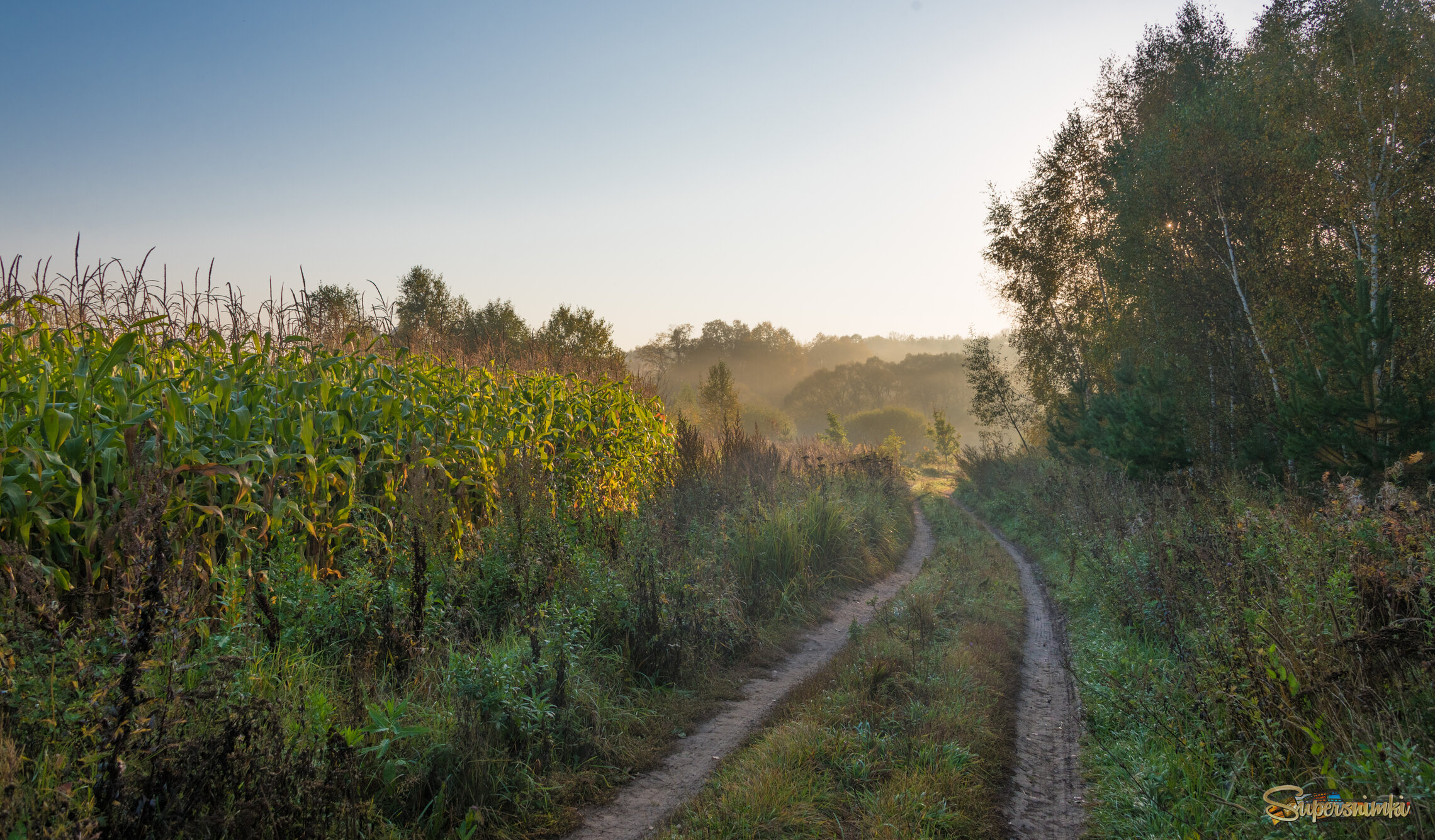 Кукурузное поле.