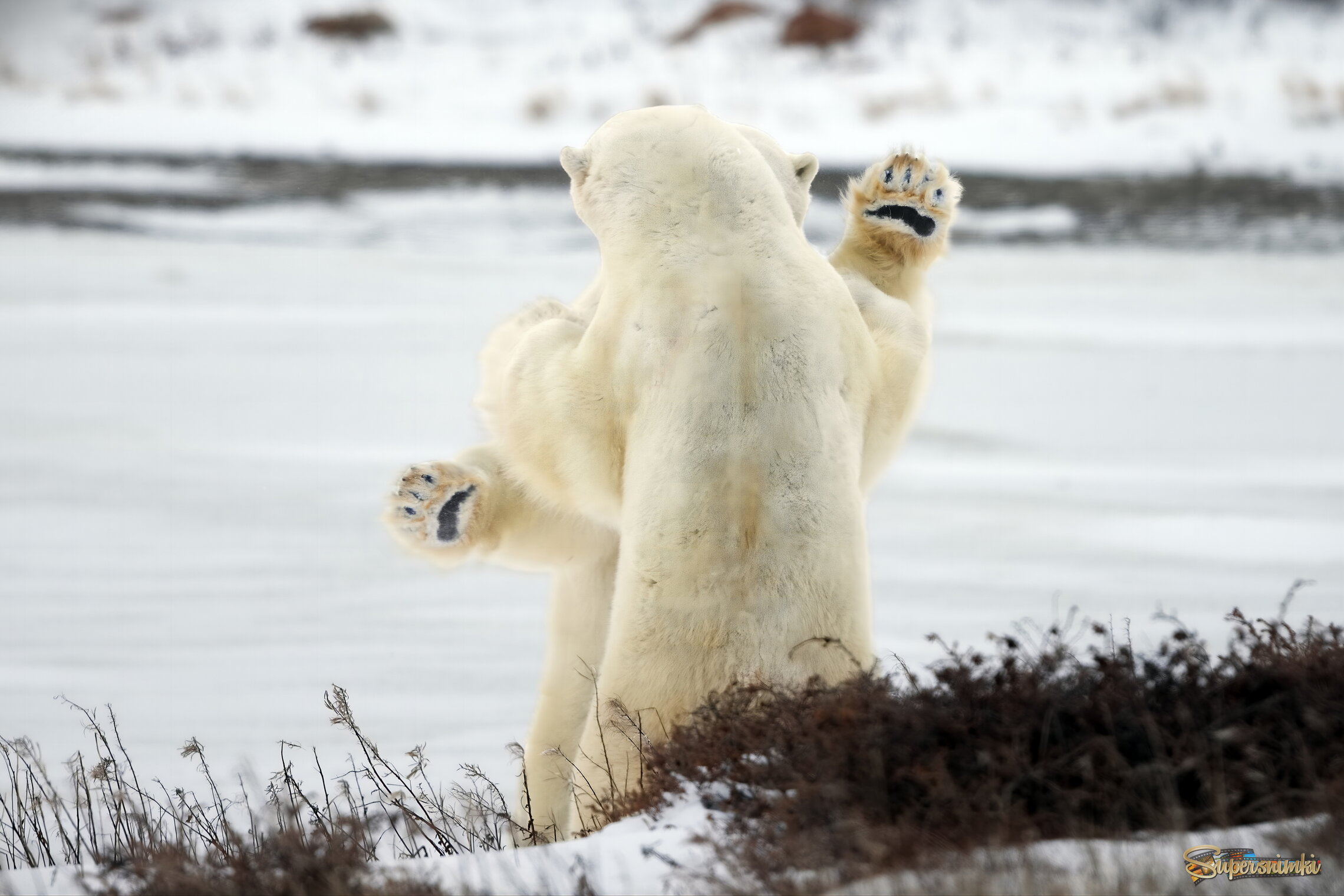 Руки вверх!