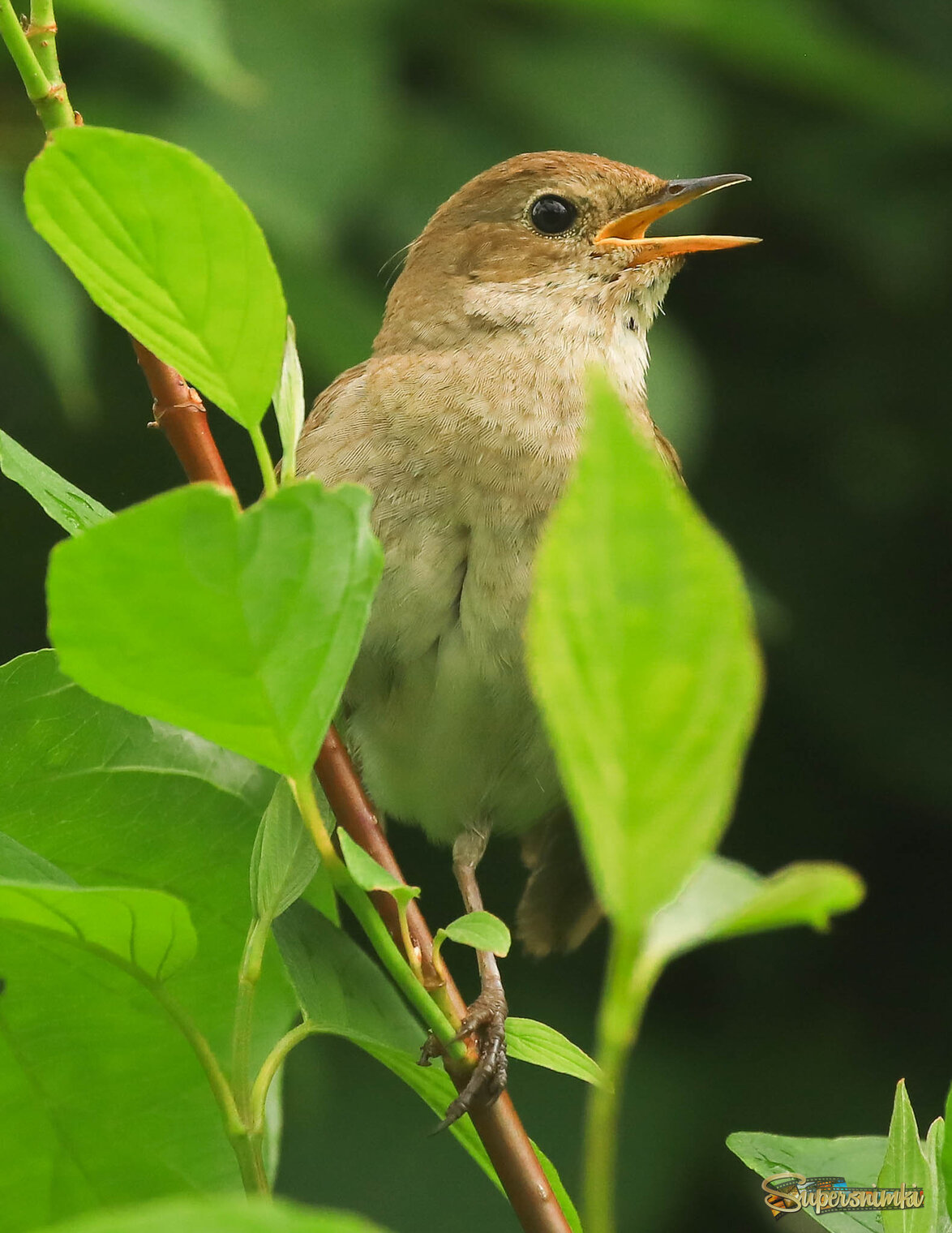 Так хочется петь!