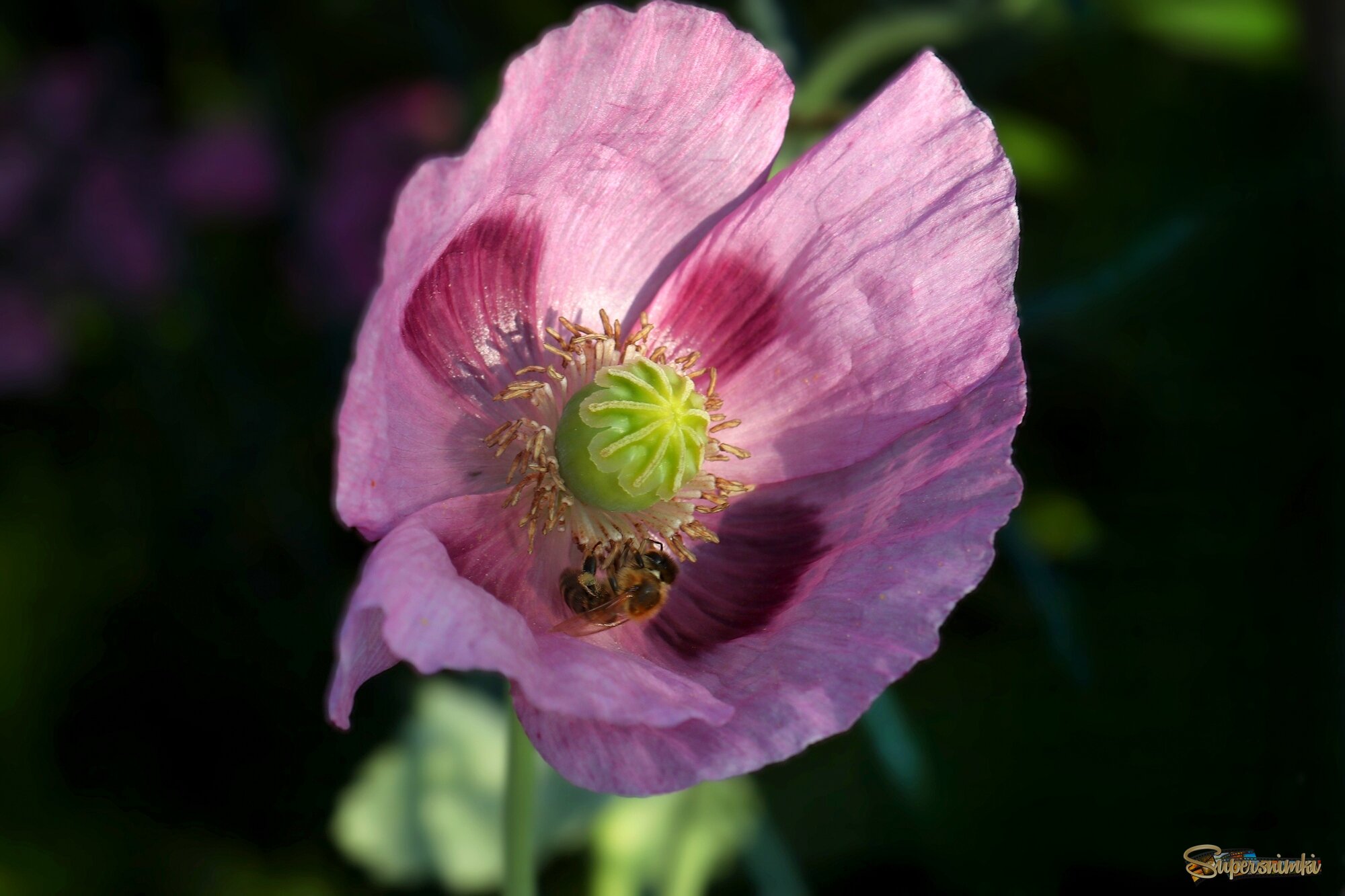 Доброе утро