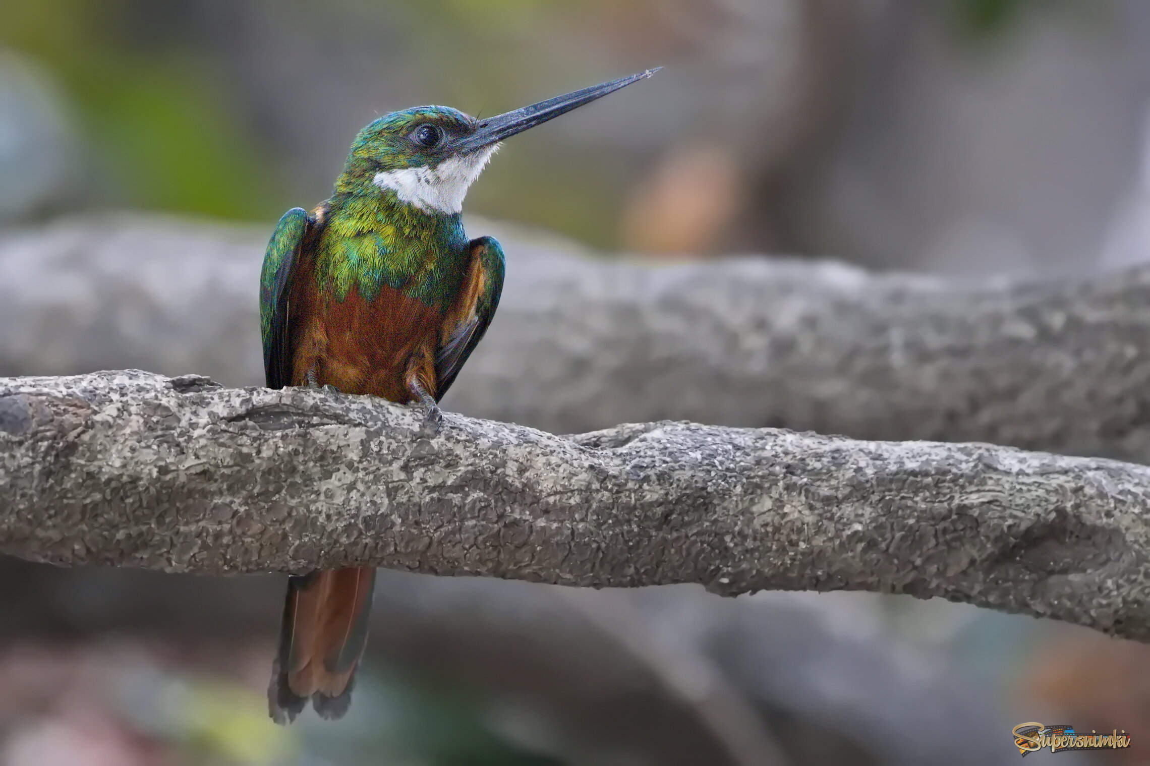 Краснохвостая якамара