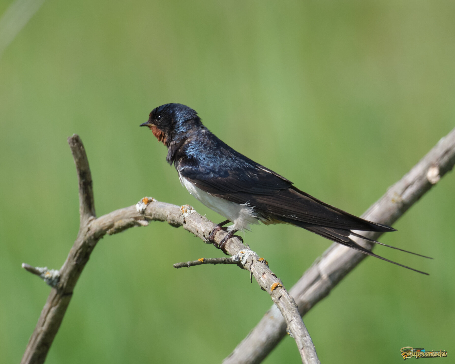 Ласточка деревенская 