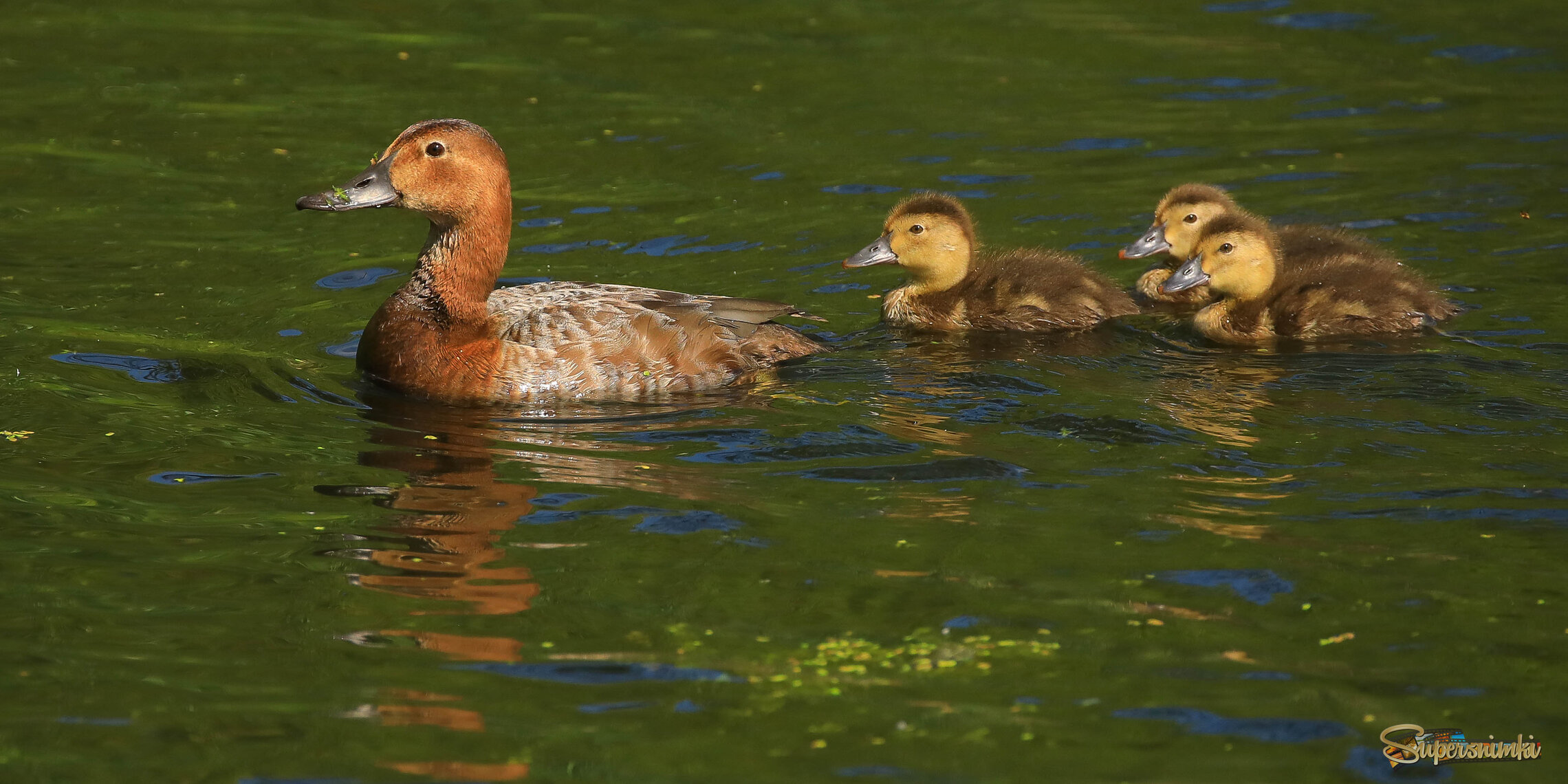 Копии мамы )))