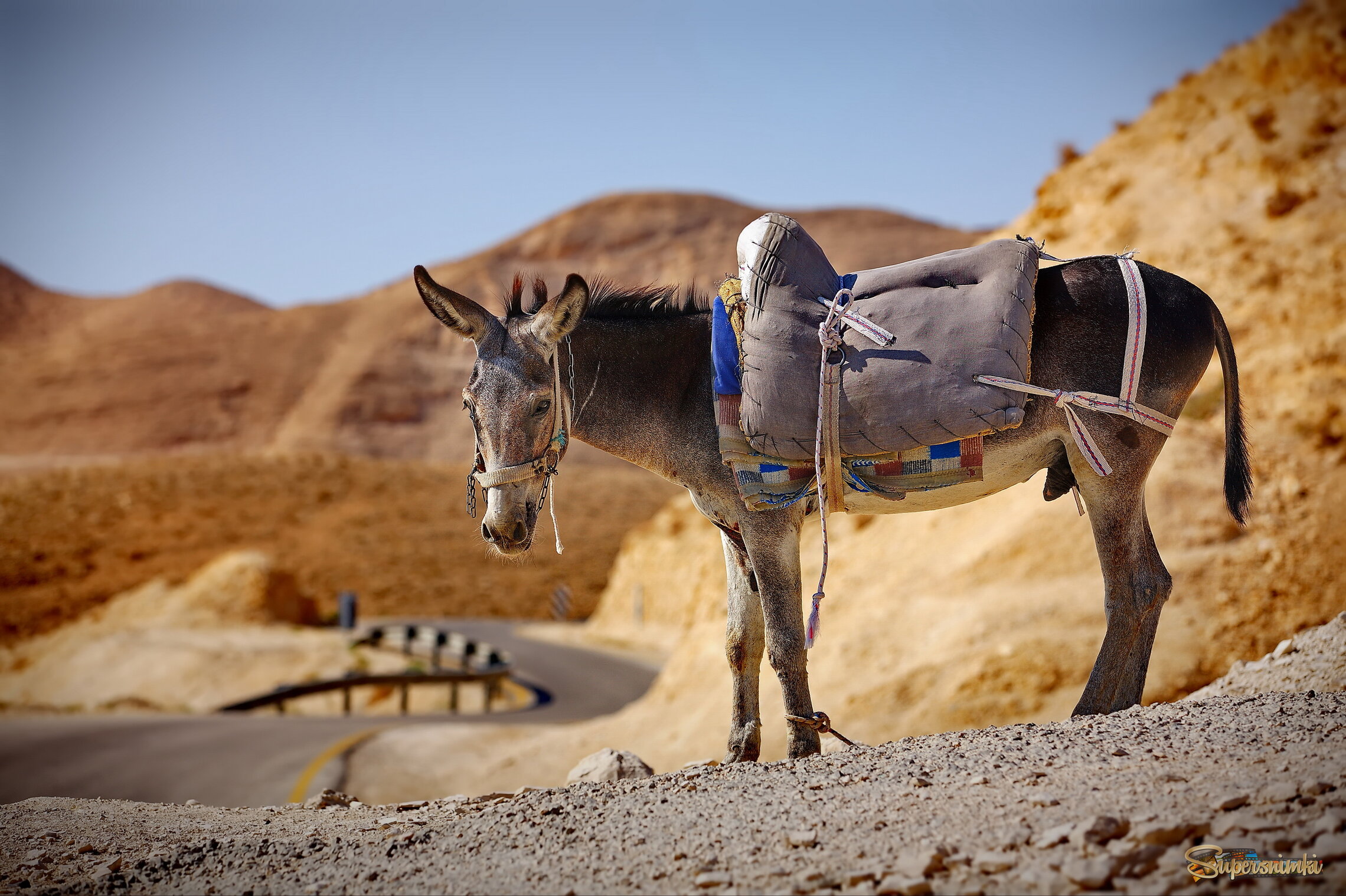 Вечный труженик