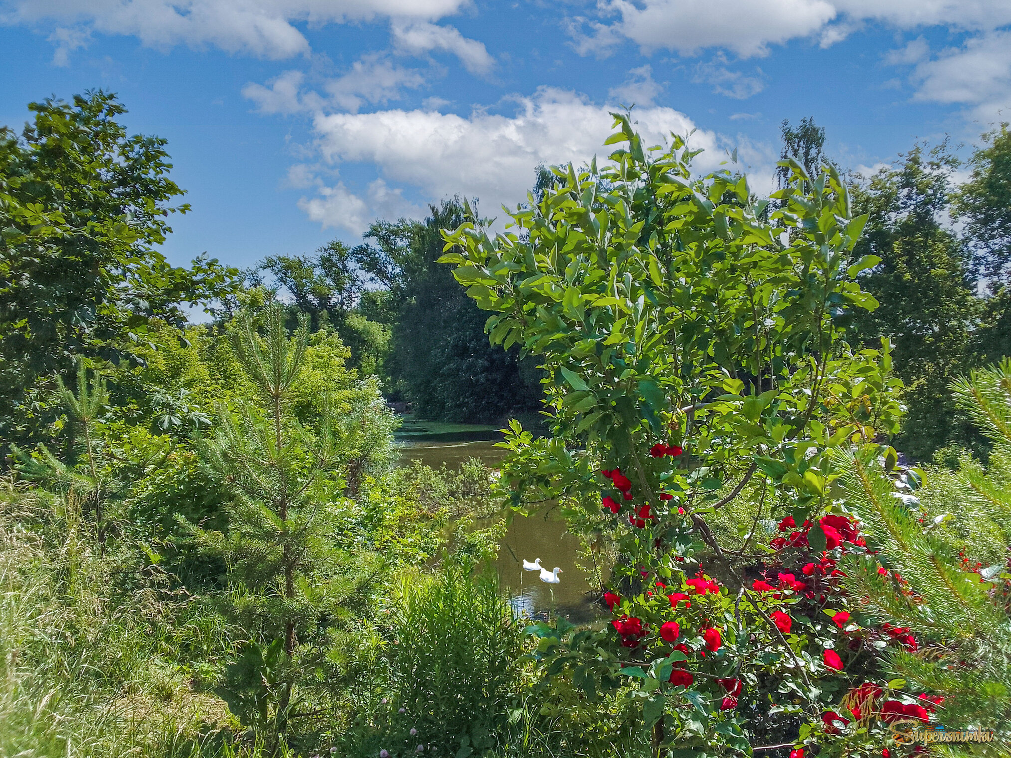 Лето в подмосковье