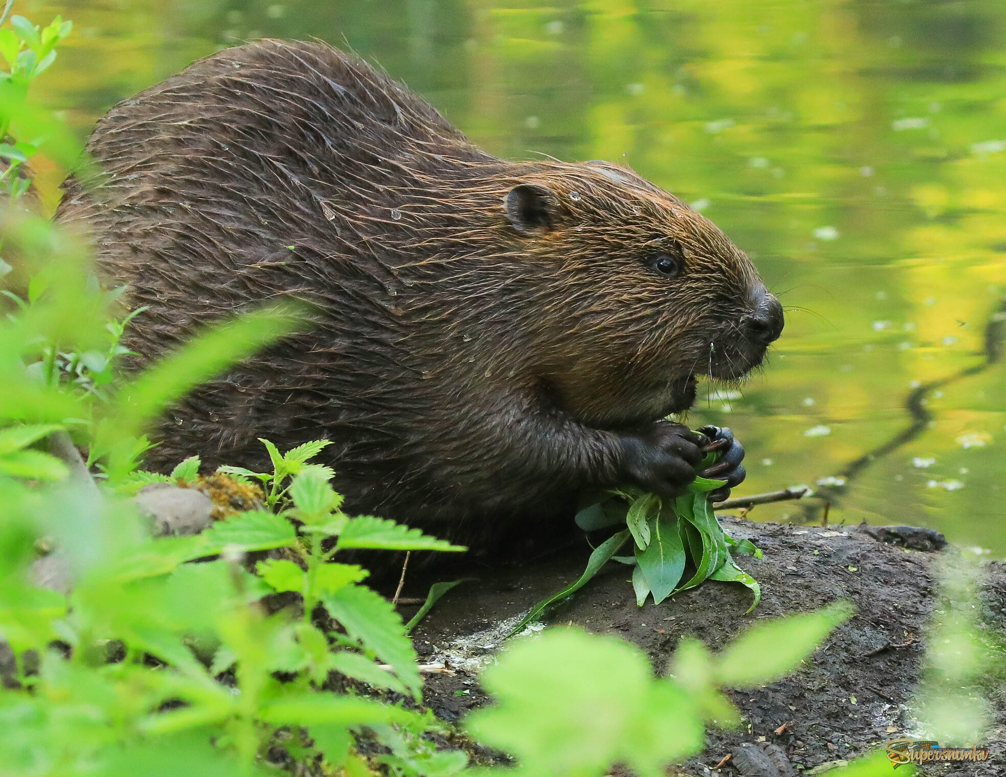 Радостное удивление