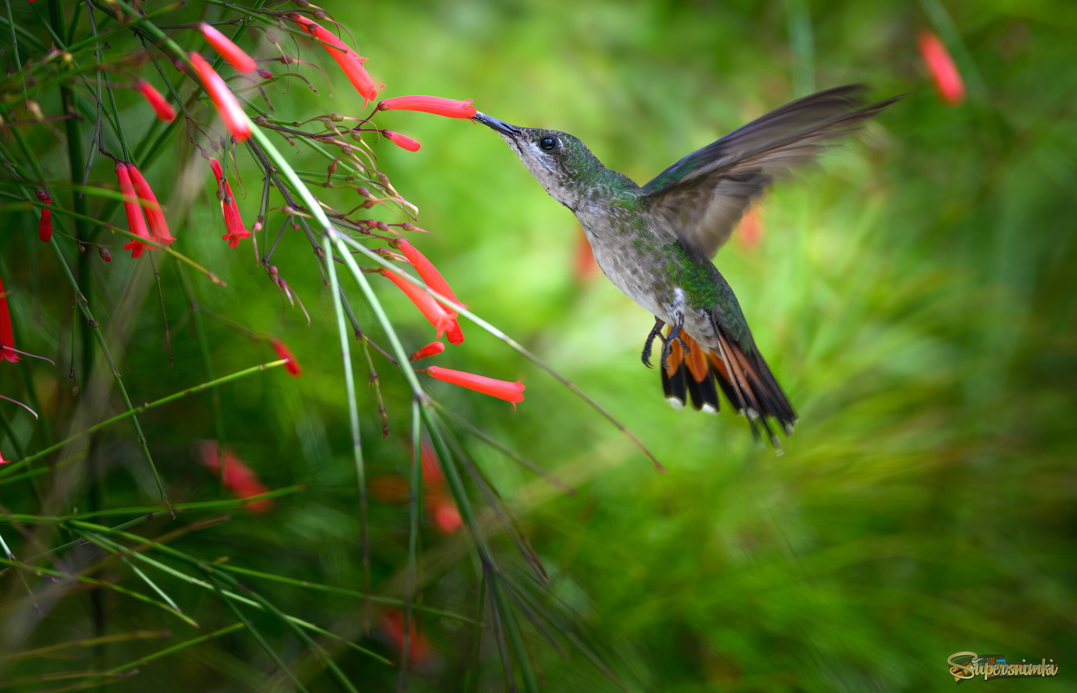 Hispaniolan mango (f)