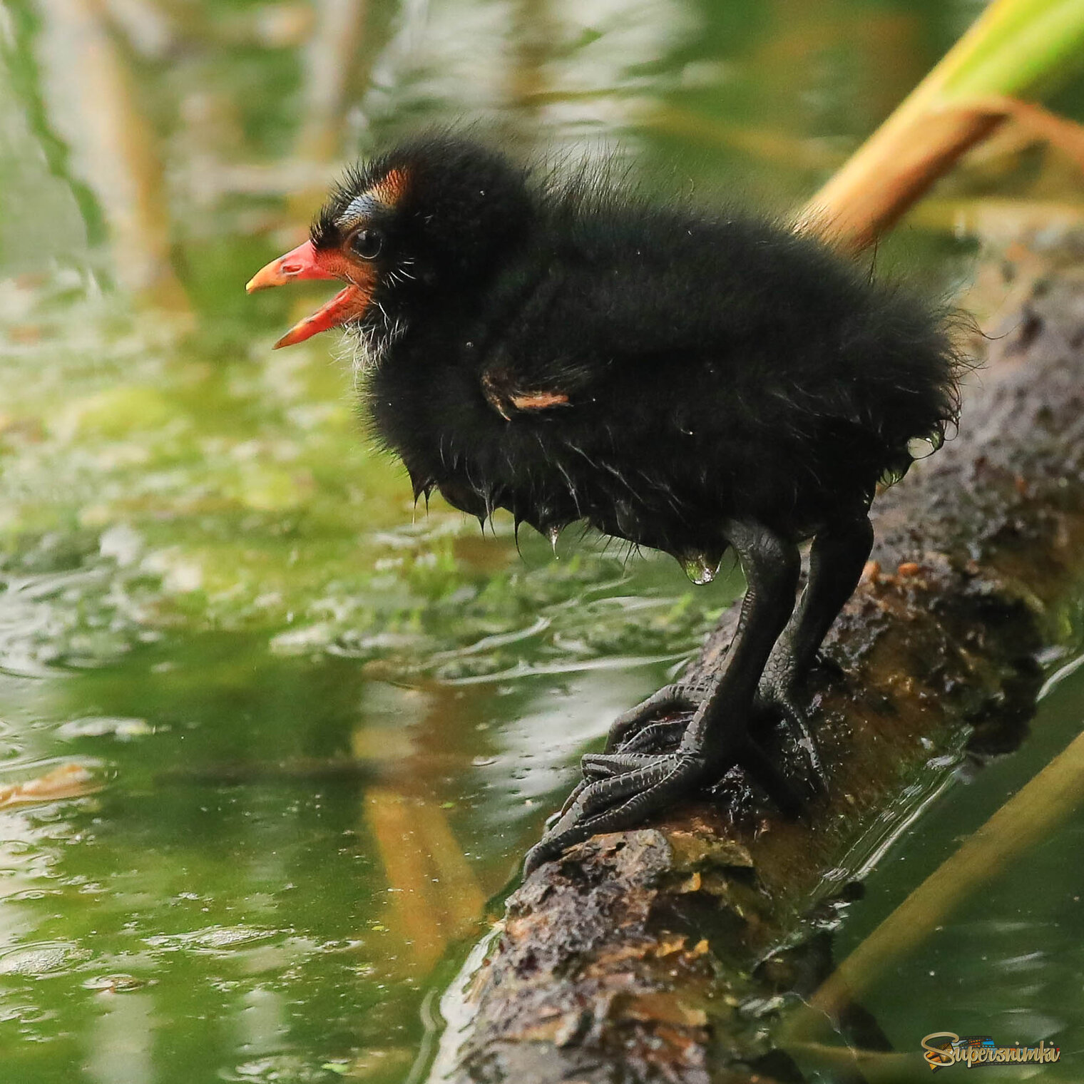 Ничего себе!!!