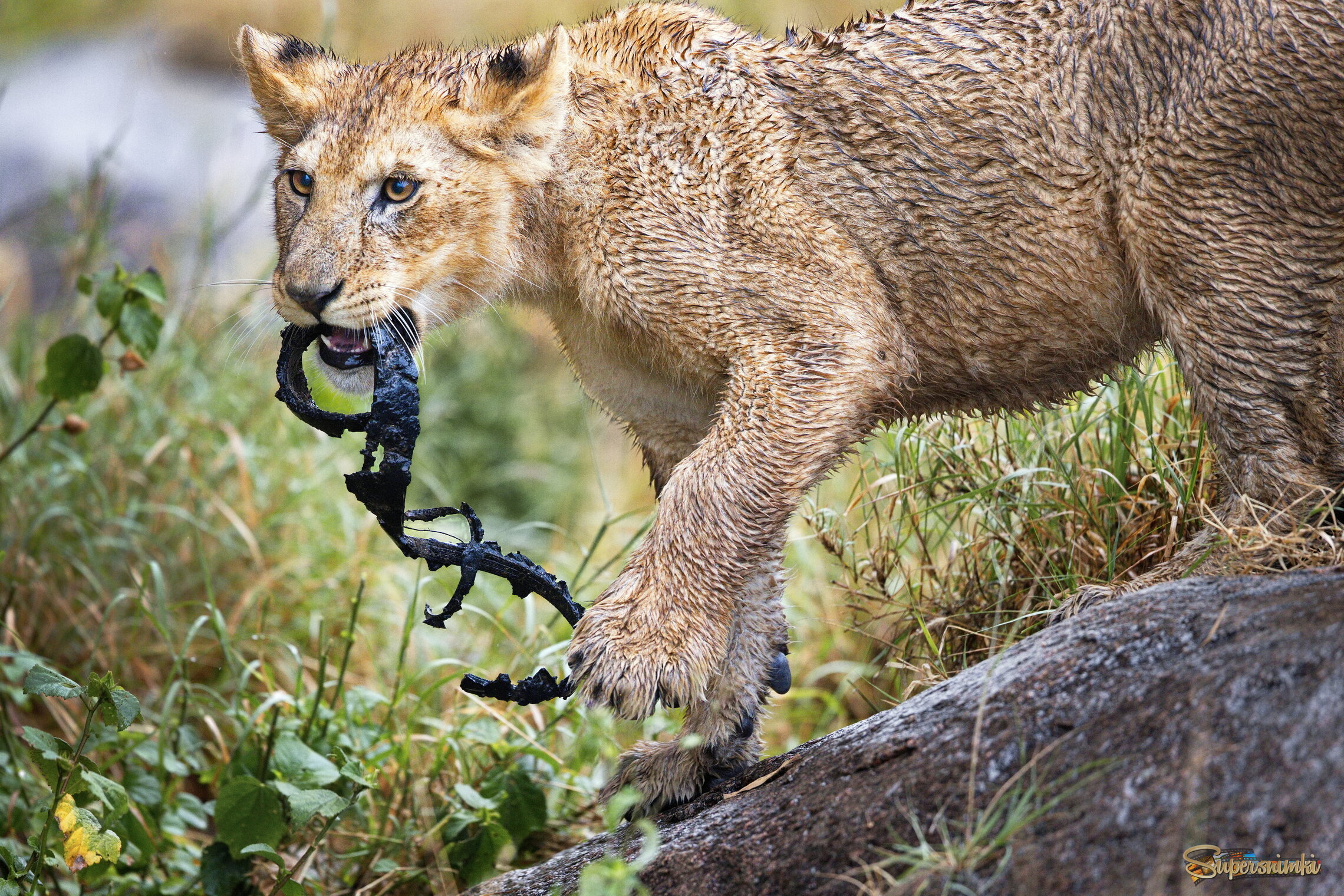 Человеческая игрушка
