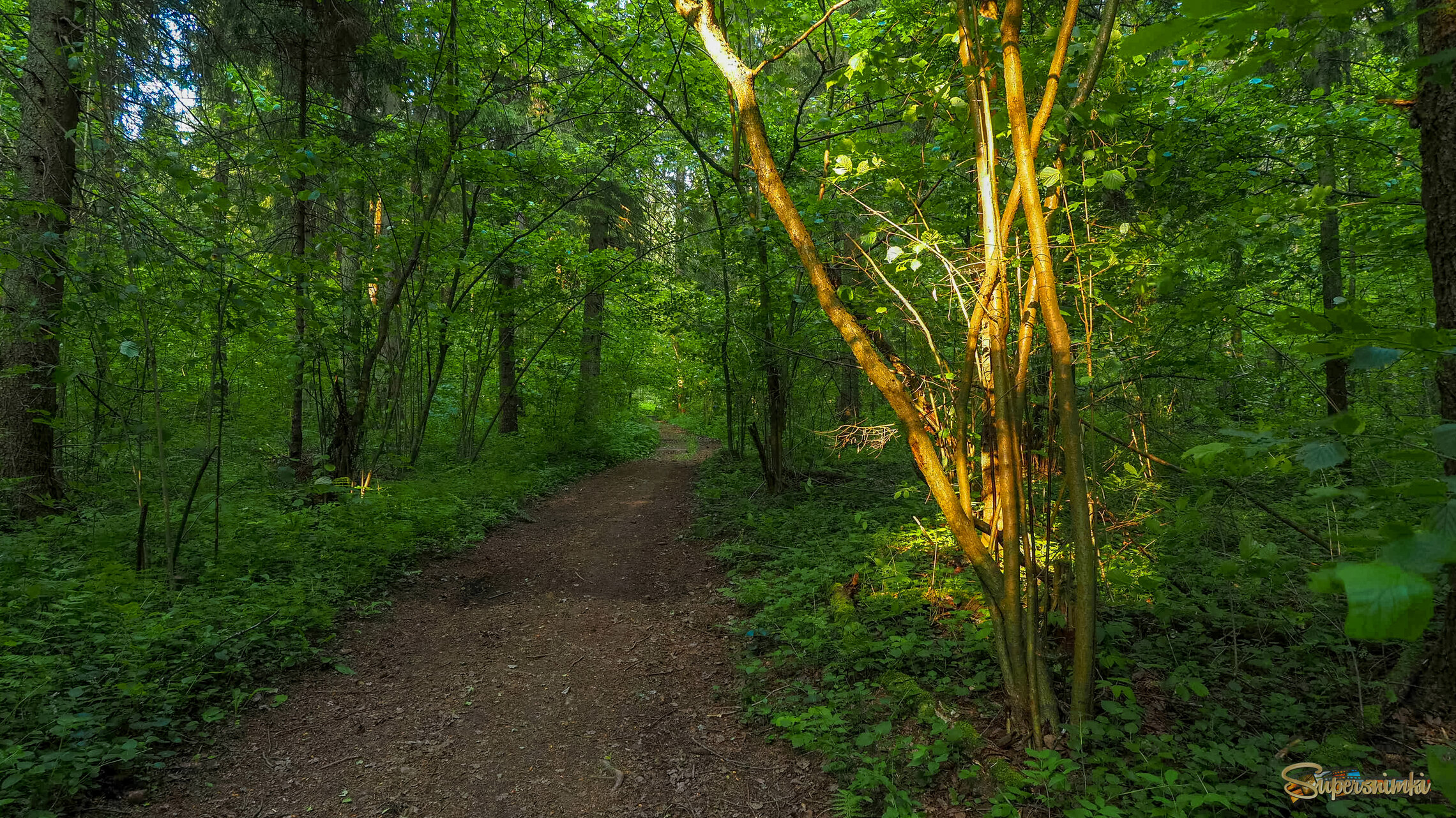 По Лесным Дорожкам