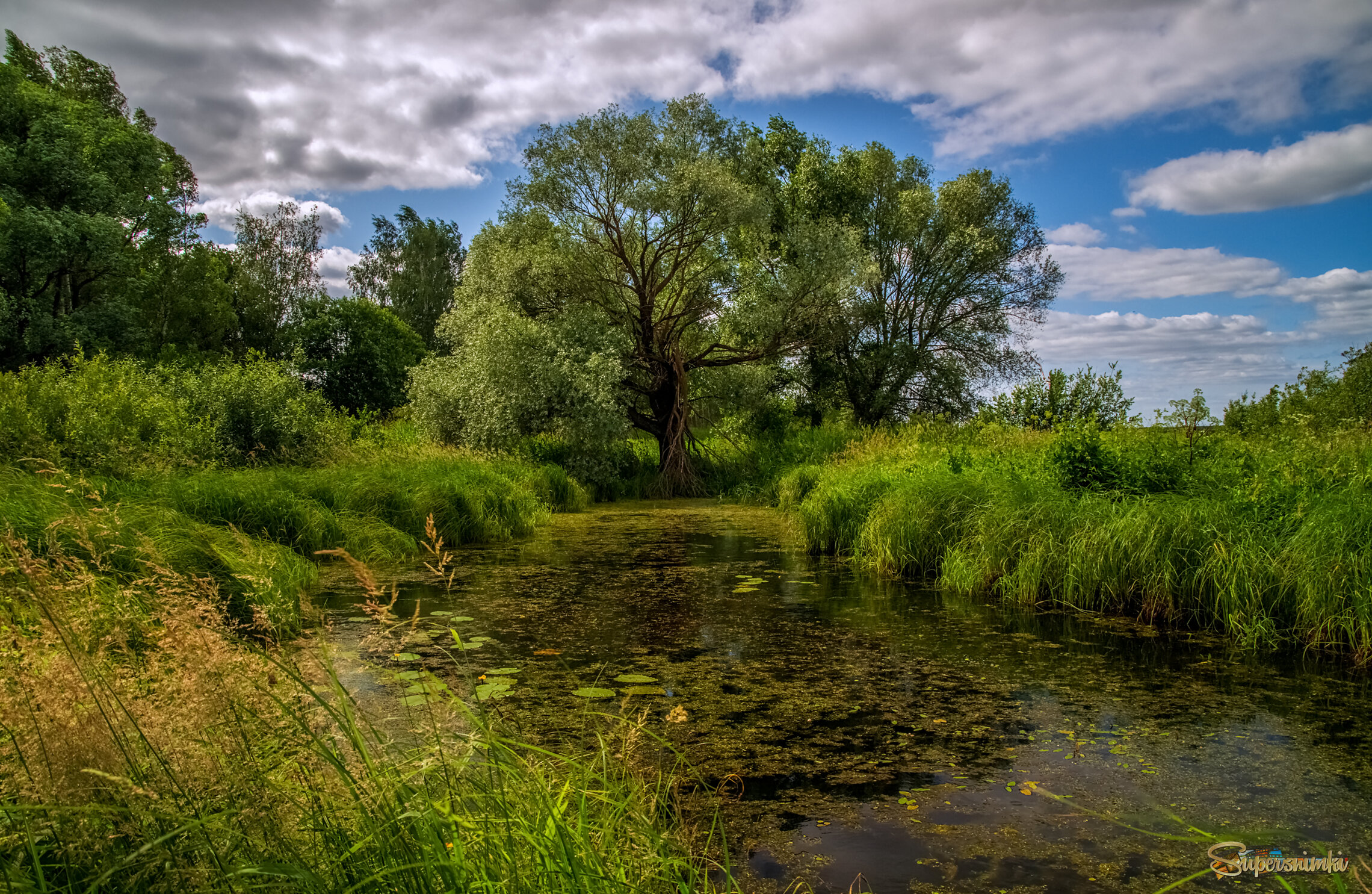 Подмосковный июнь 6 
