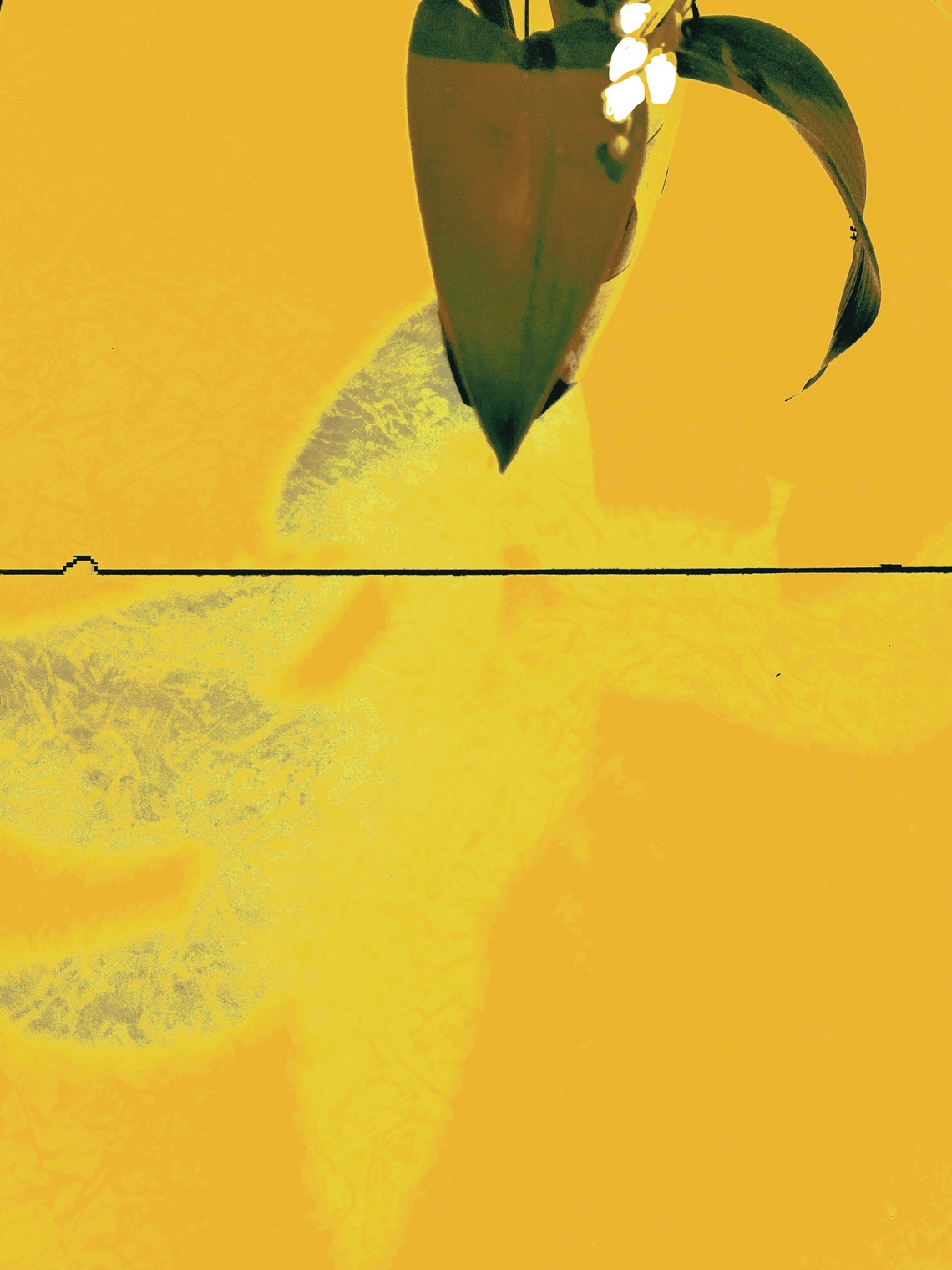 Аромат Белых Цветов