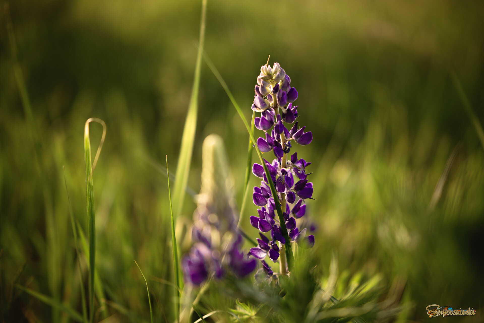 На вечерней полянке