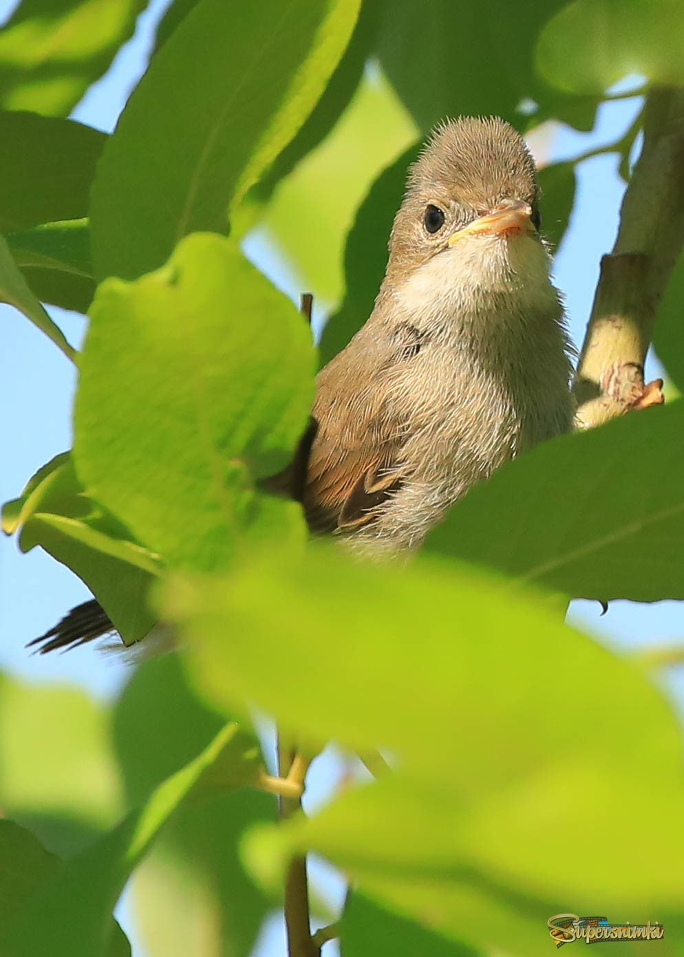 Самостоятельный