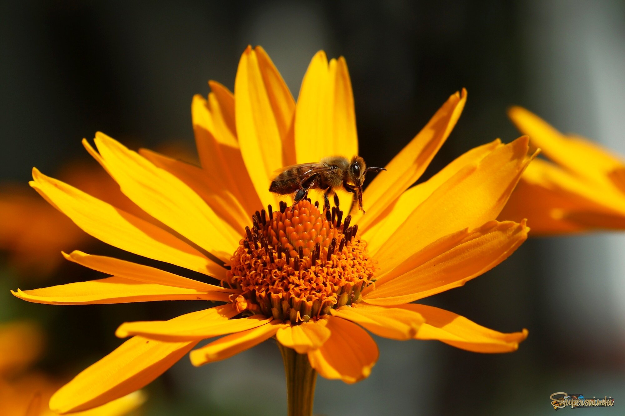 Цветок и пчёлка